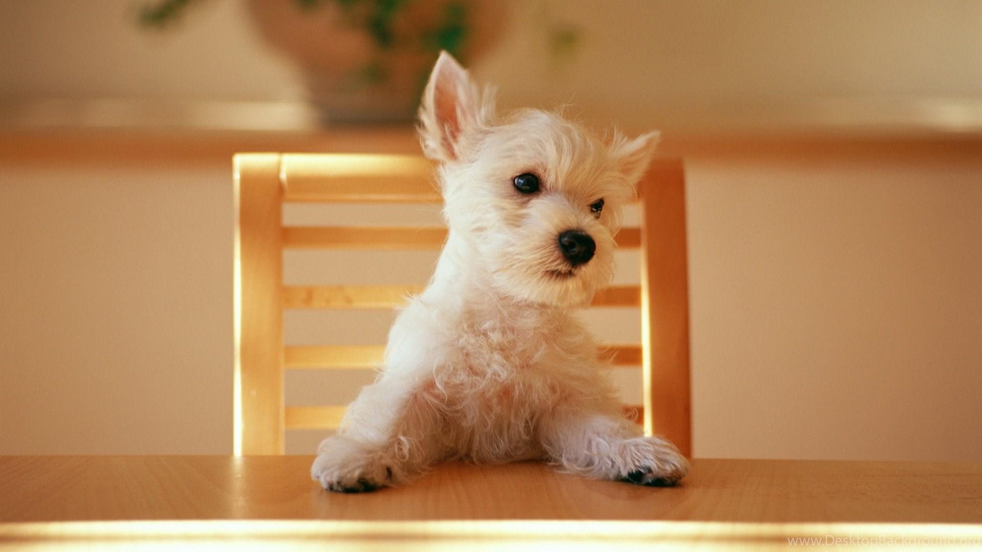 West Highland White Terrier Wallpapers - 4k, HD West Highland White ...