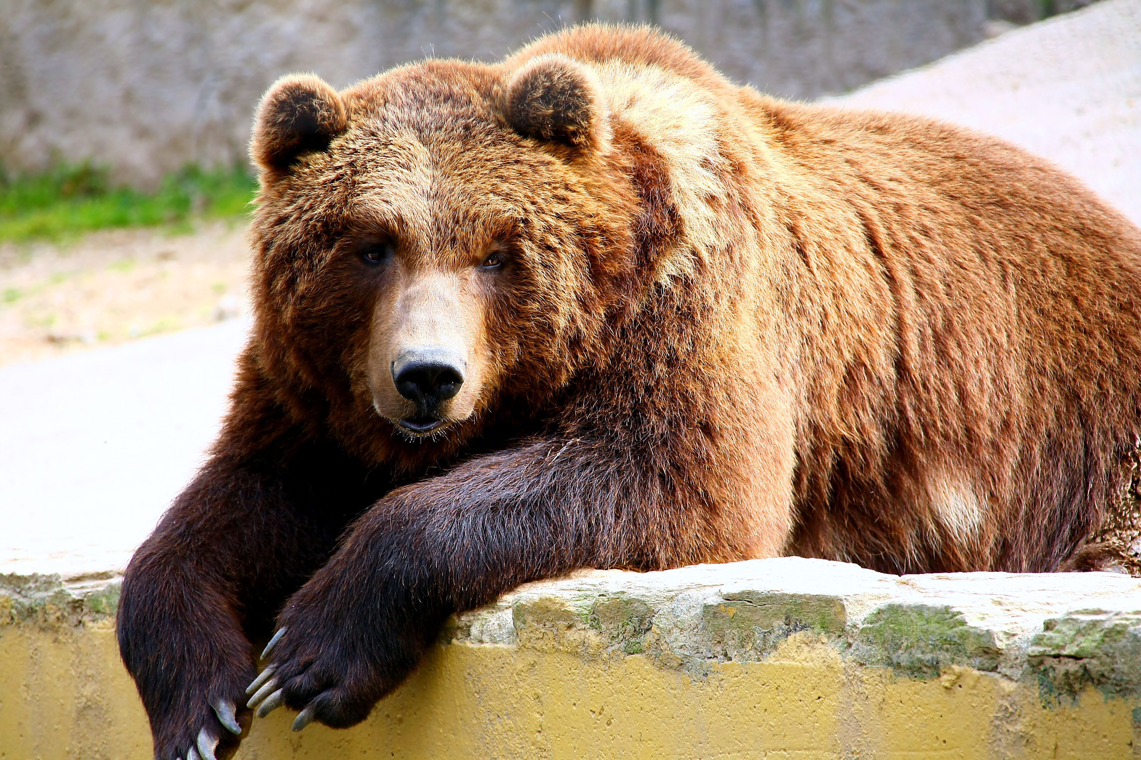 Окрас медведей. Гризли и бурый медведь. Породы медведей Гризли. Бурый медведь. Виды бурых медведей.