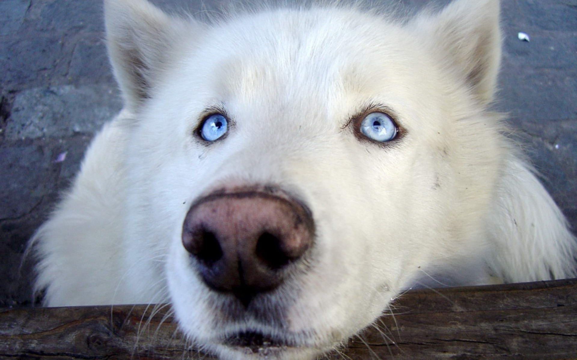 White Wolf with Blue Eyes Wallpapers - 4k, HD White Wolf with Blue Eyes