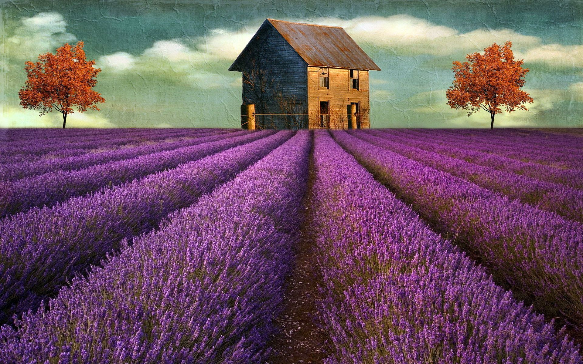 1920x1200 Lavender Field Wallpaper Wallpaper Wide Beautiful Wallpaper High on WallpaperBat