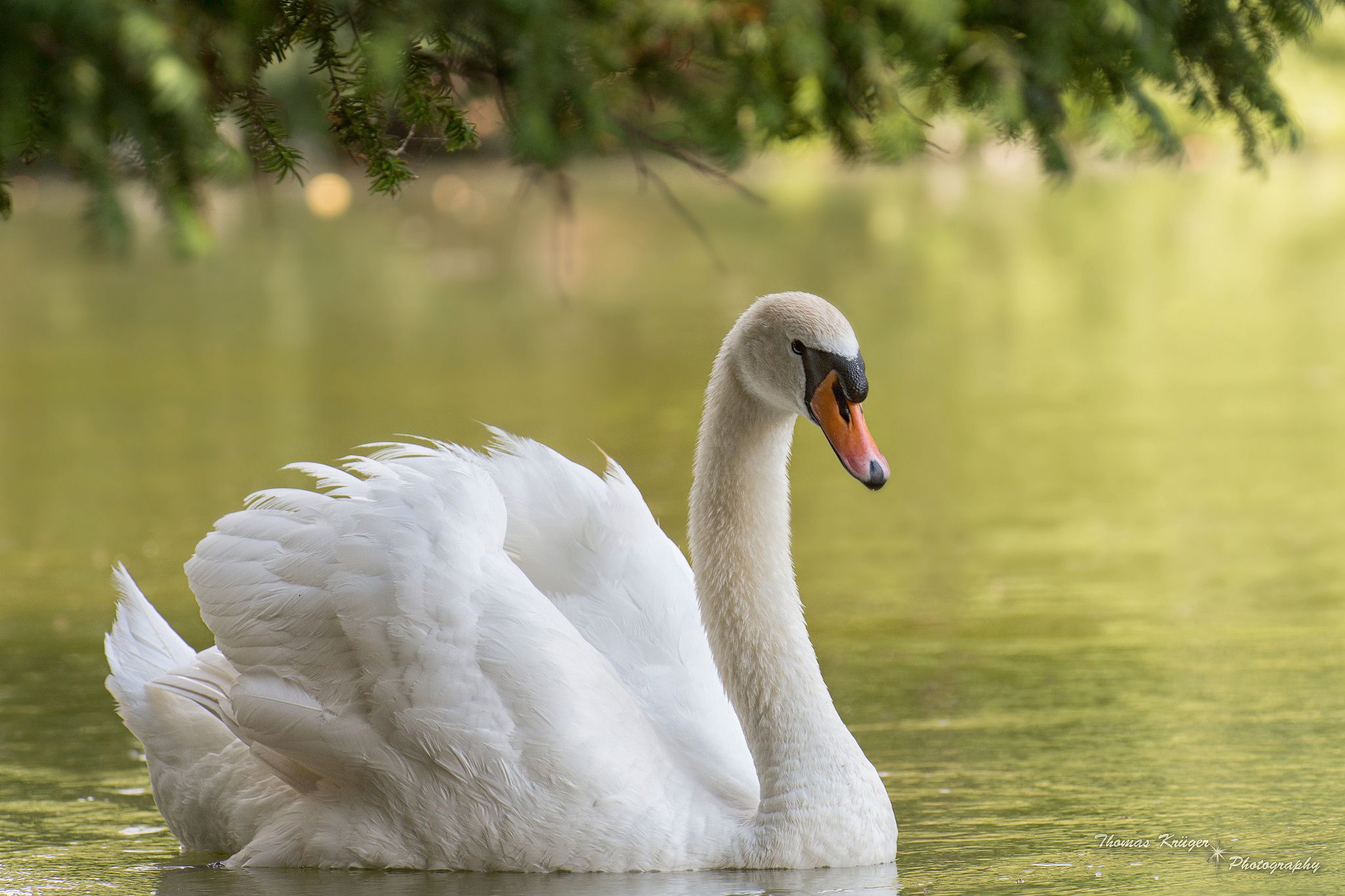 Water Birds Wallpapers - 4k, HD Water Birds Backgrounds on WallpaperBat