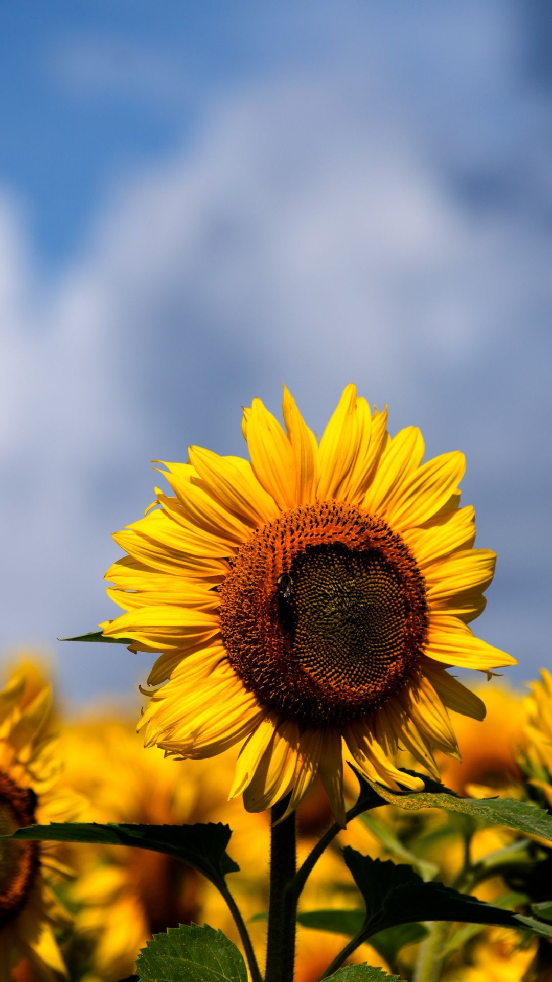 Sunflower Field iPhone Wallpapers - 4k, HD Sunflower Field iPhone ...