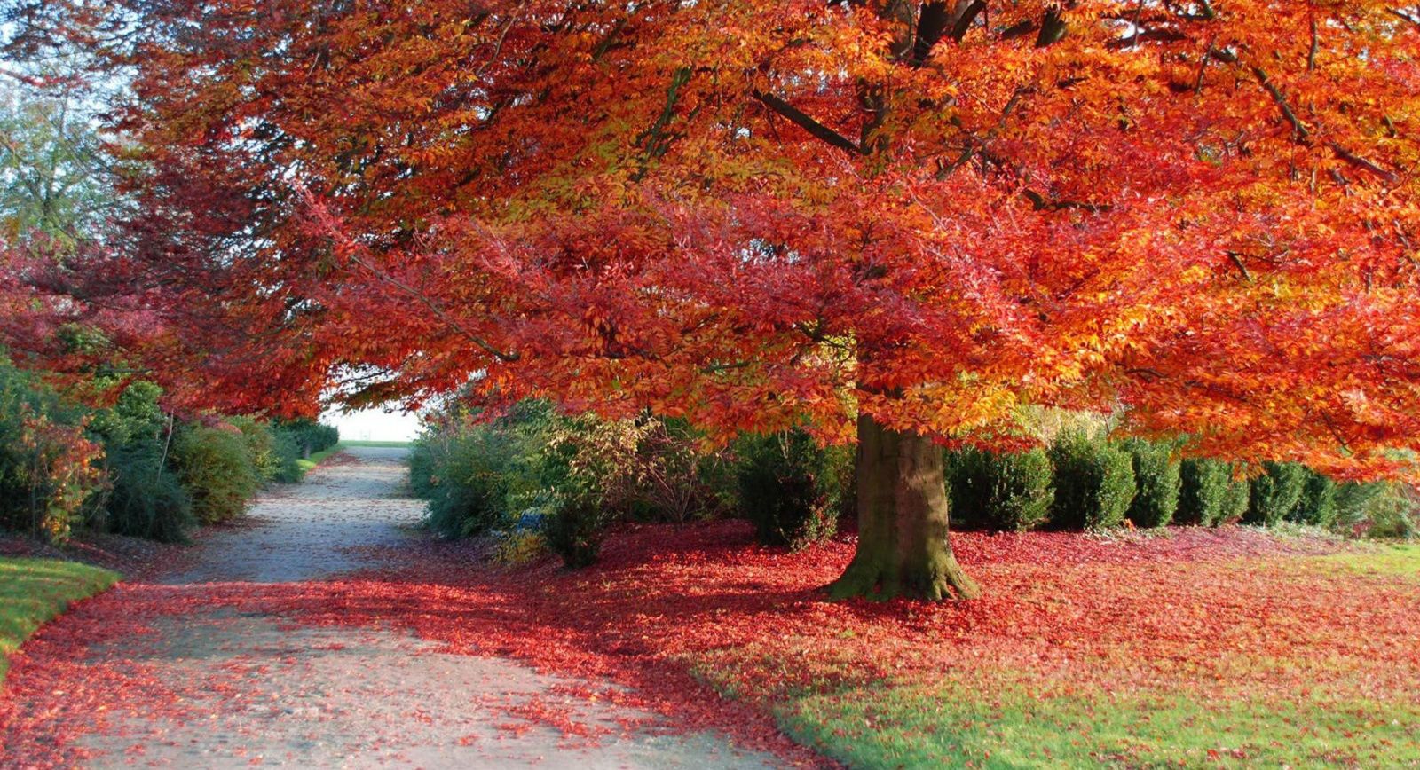1600x868 Red Maple Tree Fall Pc Autumn Wallpaper Landscap Picture on WallpaperBat