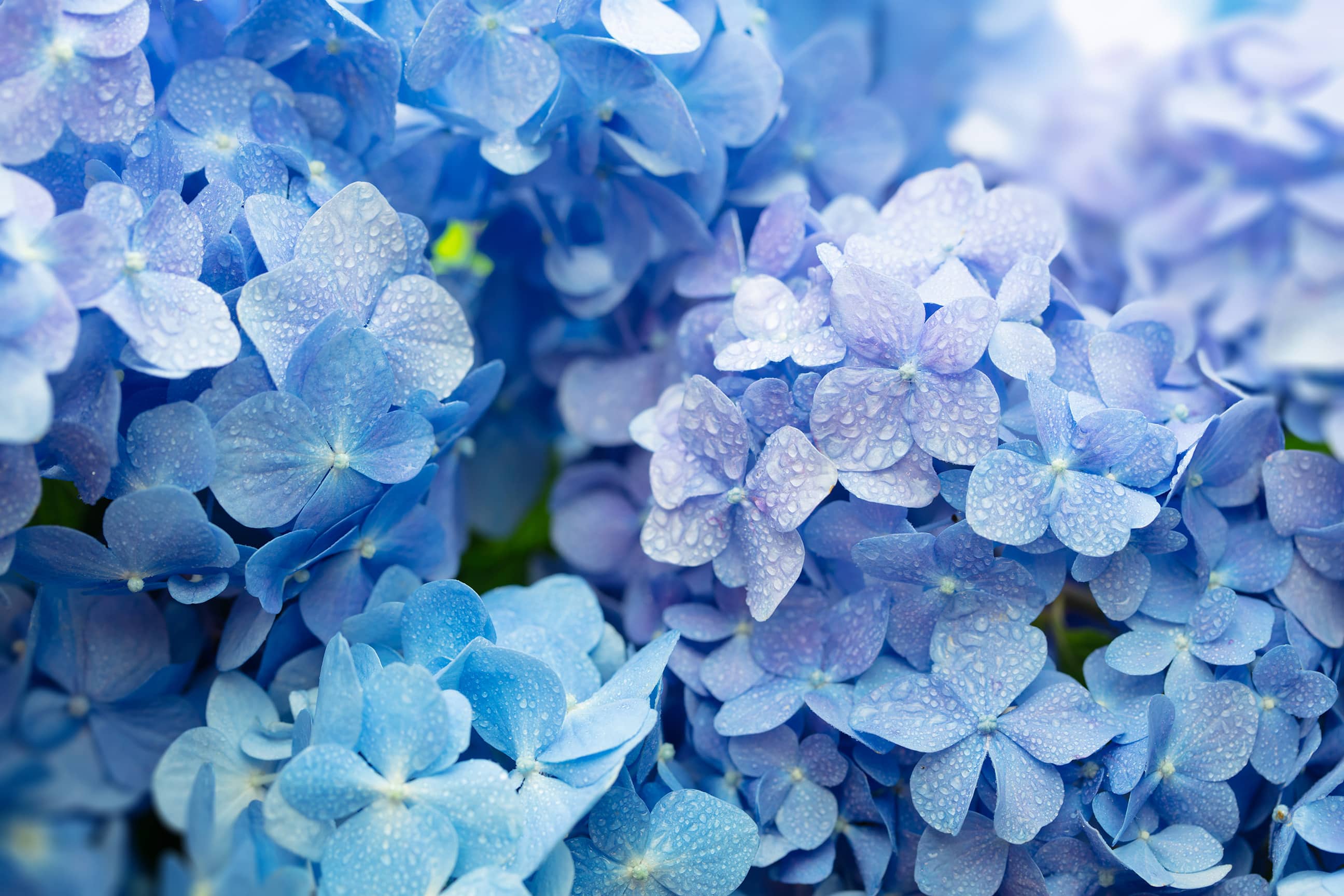 2592x1728 Blue hydrangea Hortensia flower high ... Wallpaper