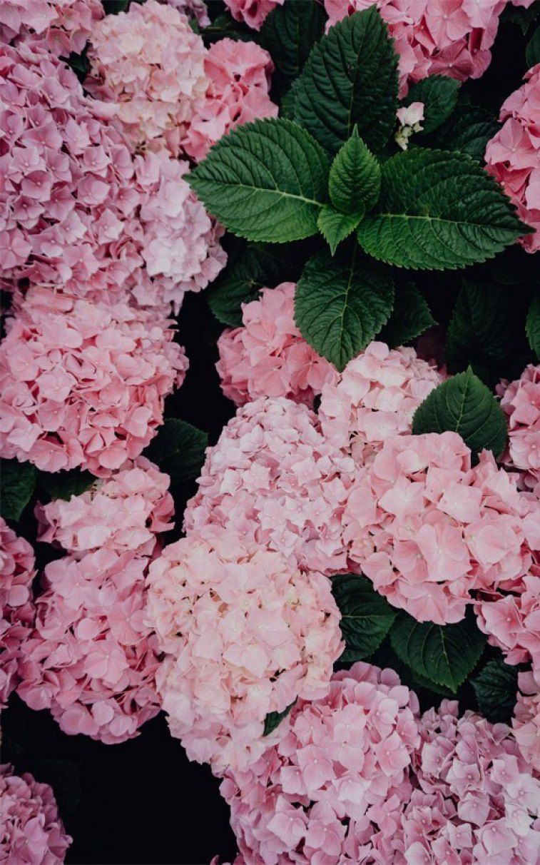 757x1212 Hydrangea wallpaper Wallpaper