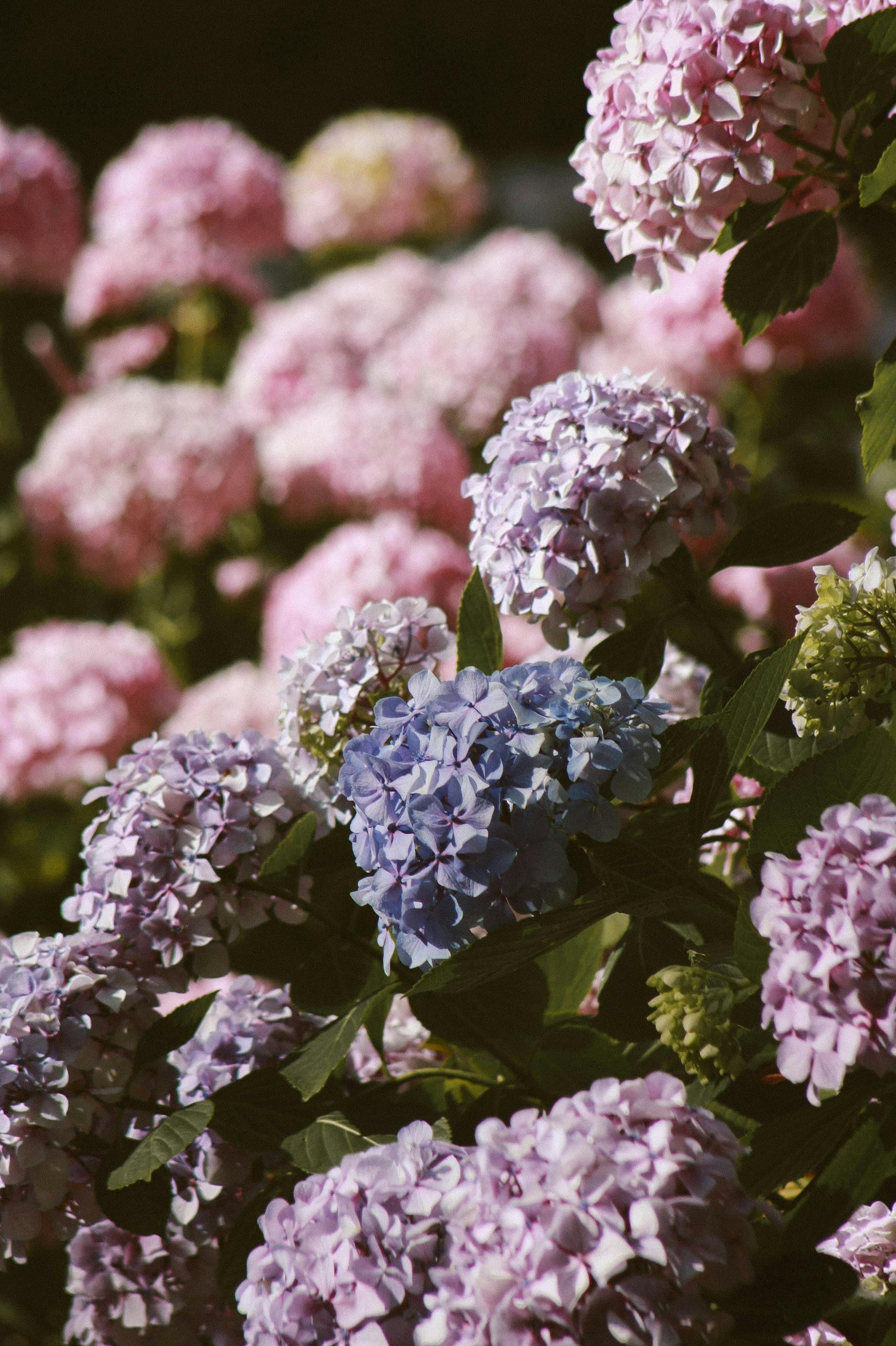 2056x3088 Hydrangea Photos, Download The BEST ... Wallpaper