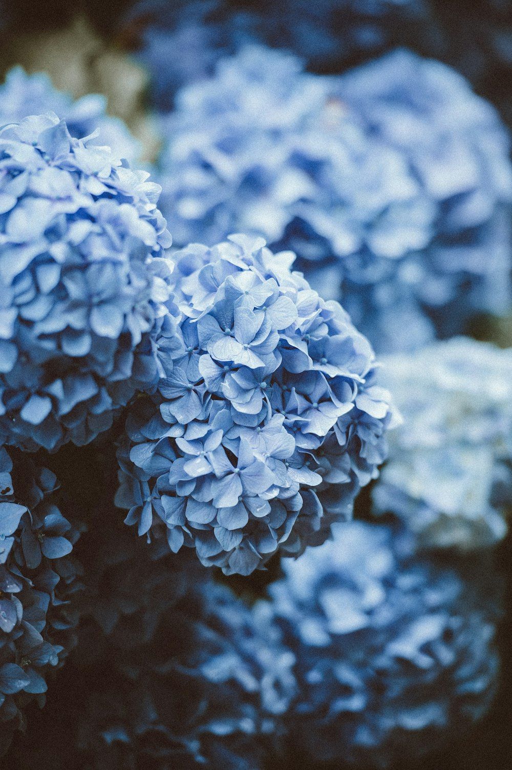 1000x1502 750+ Hydrangea Pictures [HQ] | Download ... Wallpaper