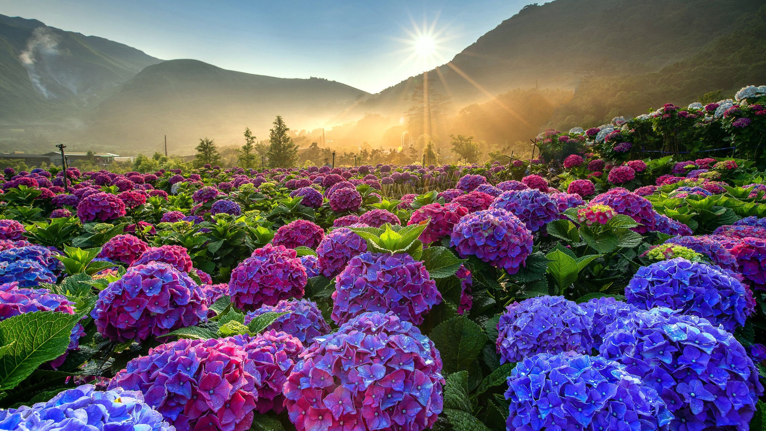 2560x1440 Nature Hydrangea HD Wallpaper Wallpaper