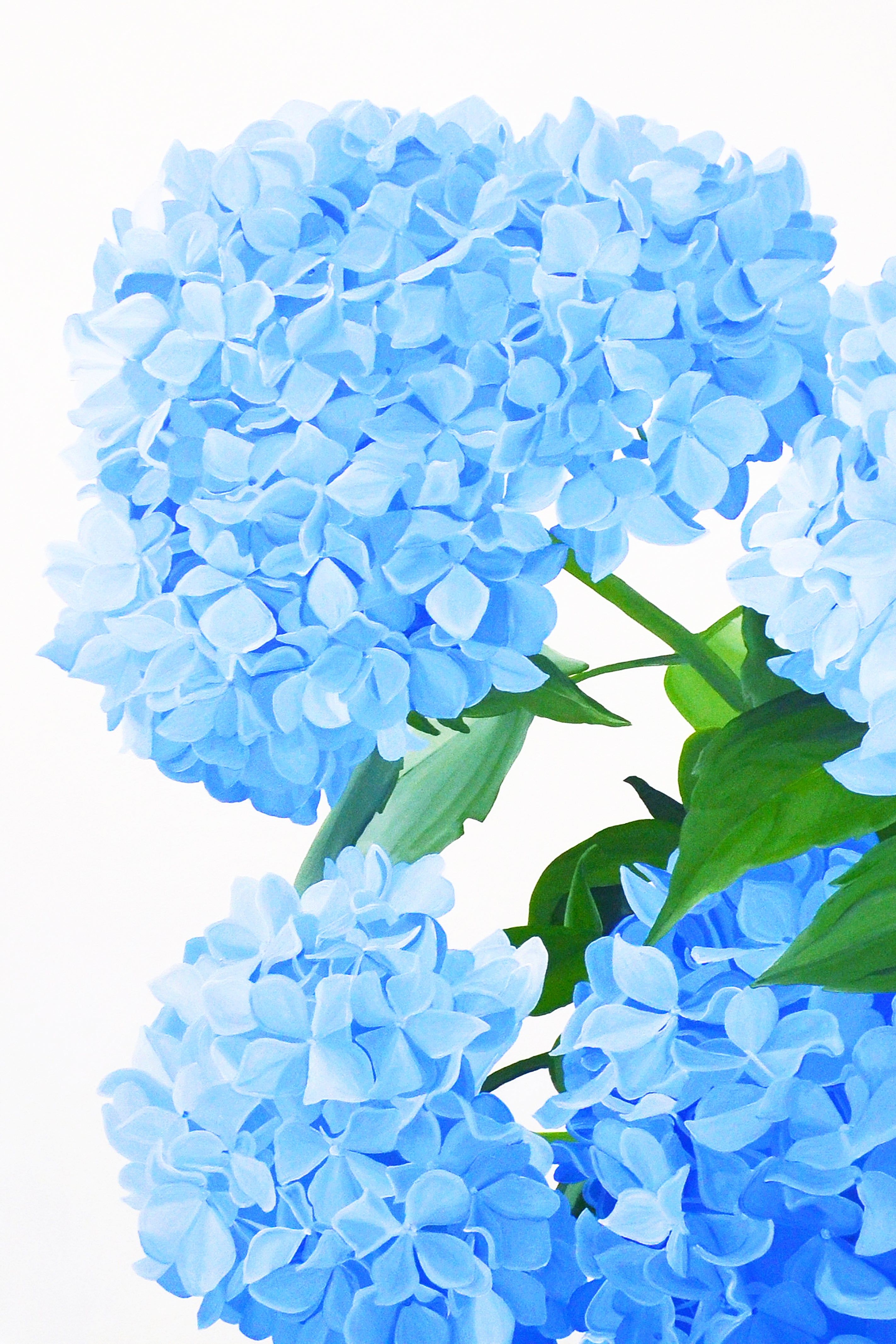 2846x4267 Hydrangea Blossom 11