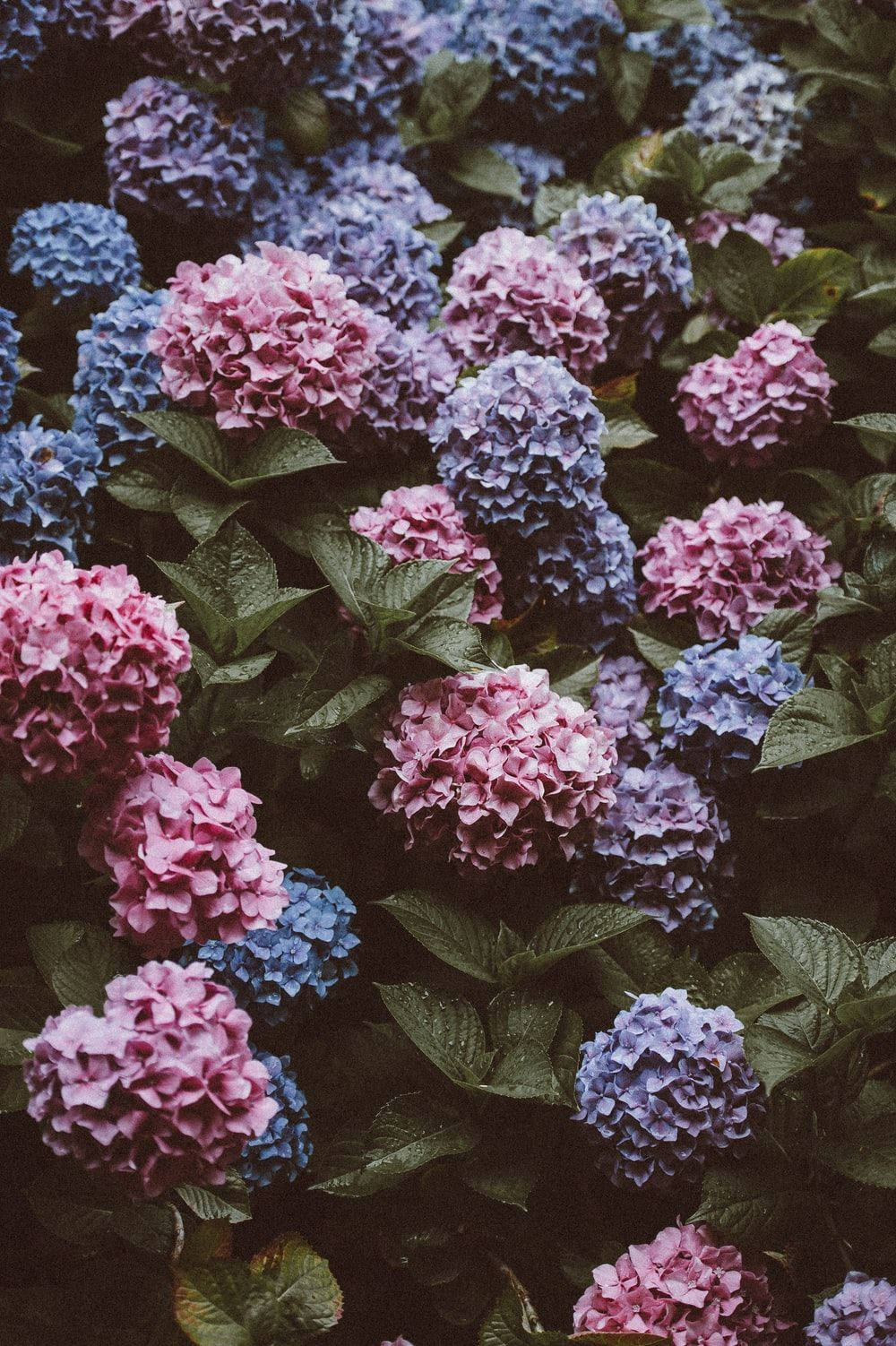 1000x1502 Purple Hydrangea Flowers Wallpaper ... Wallpaper