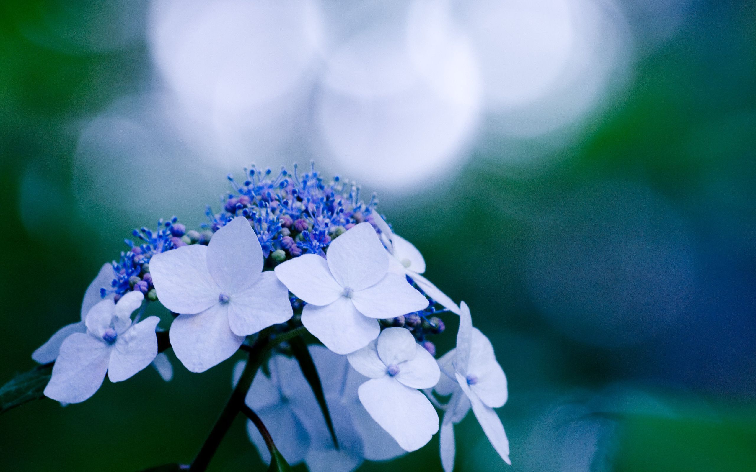 2560x1600 Hydrangea Wallpapers | Hydrangea ... Wallpaper