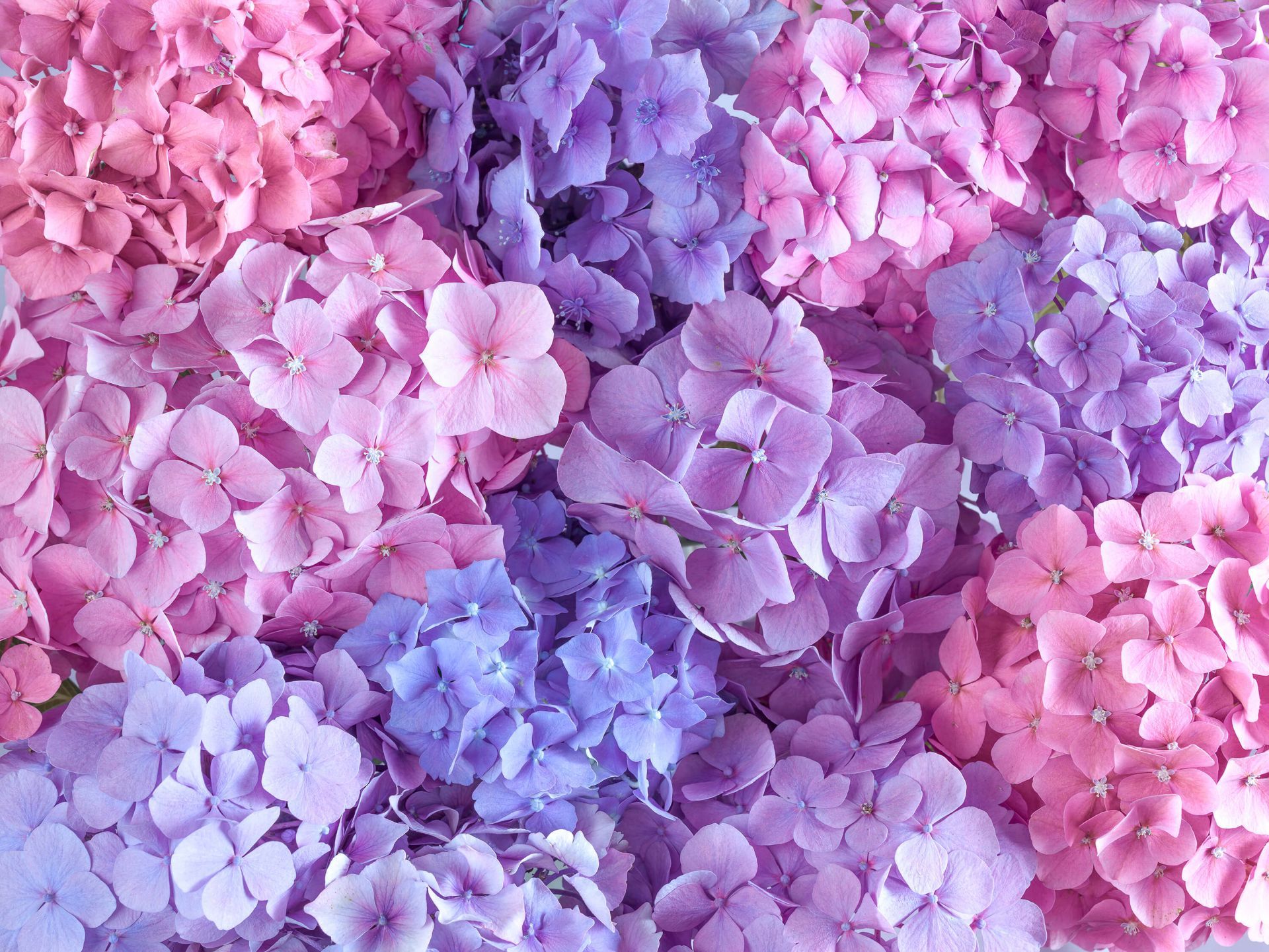 1920x1441 Colorful hydrangeas - Wallpaper Wallpaper