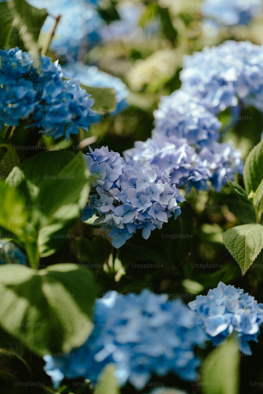 1000x1500 750+ Hydrangea Pictures [HQ] | Download ... Wallpaper