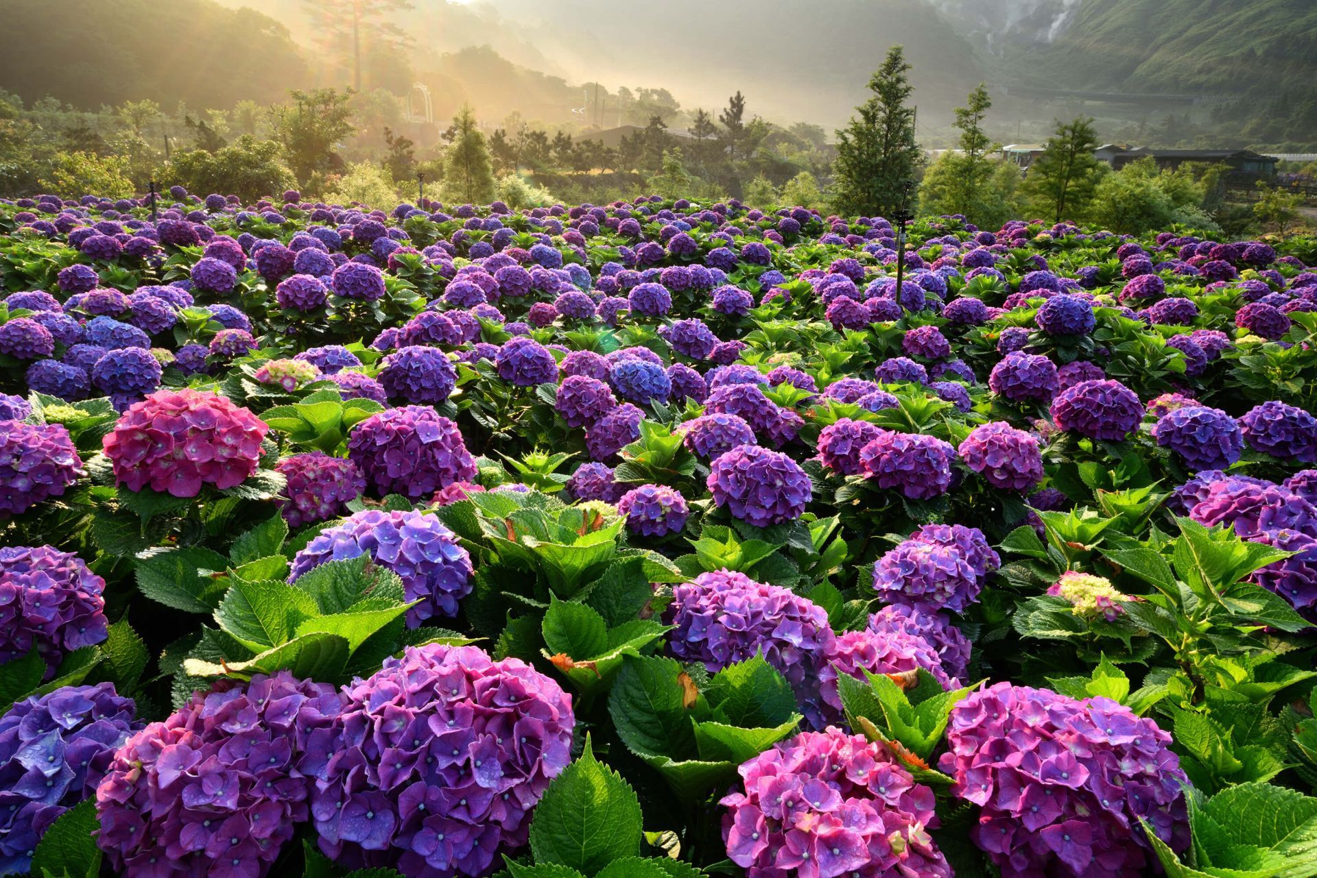 1920x1281 Hydrangeas in a field - Wallpaper Wallpaper