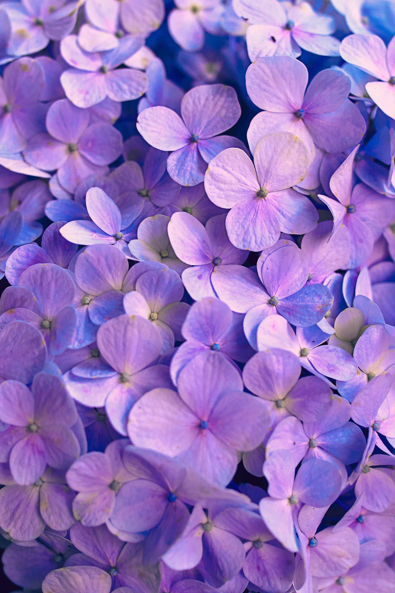 1280x1920 Download Hydrangea Aesthetic Purple ... Wallpaper