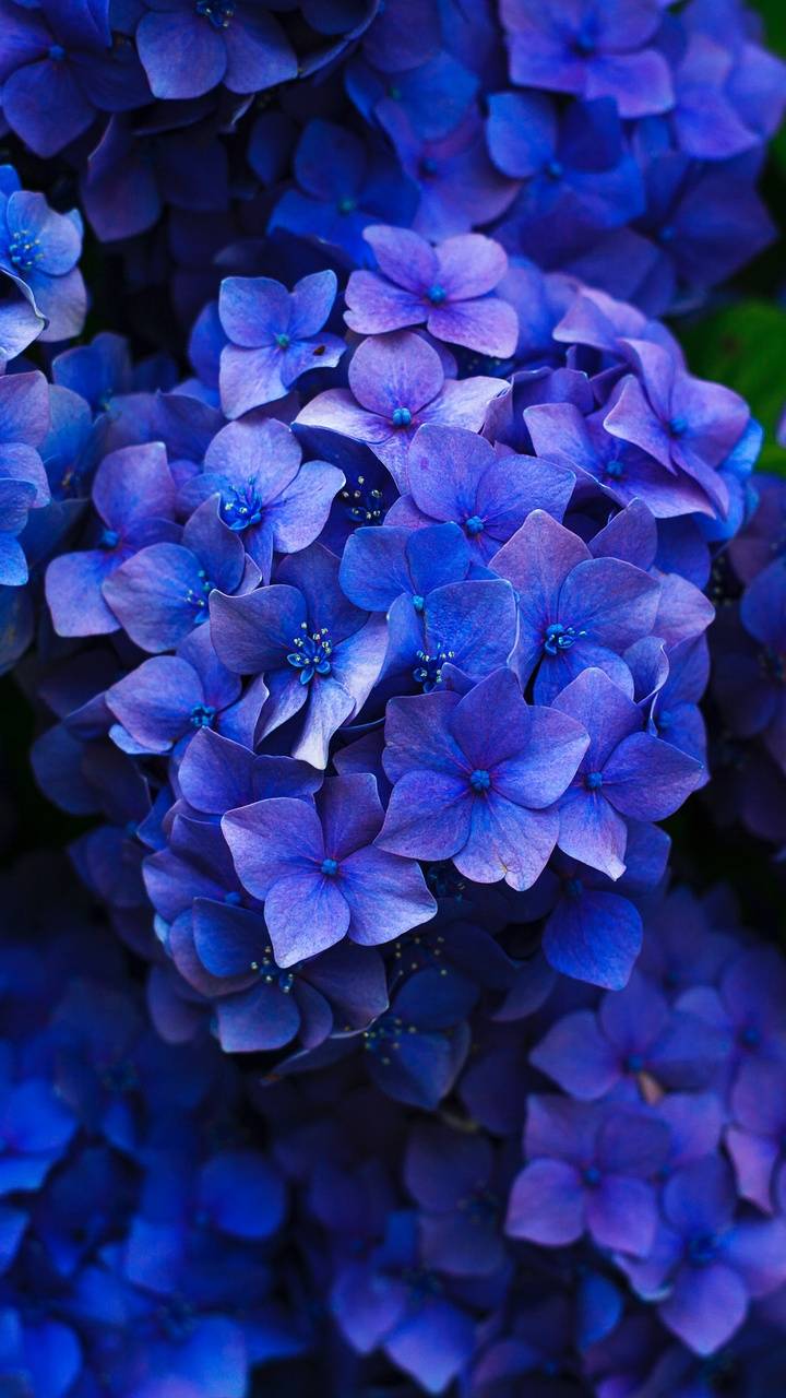 720x1280 Hydrangeas Wallpapers - Wallpaper Cave Wallpaper