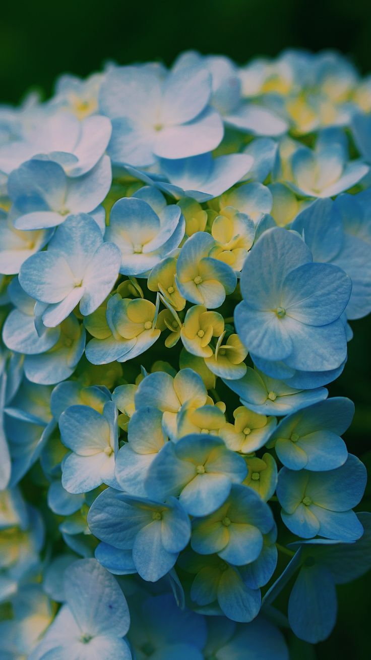 736x1308 938x1668 Wallpaper hydrangea, close-up ... Wallpaper