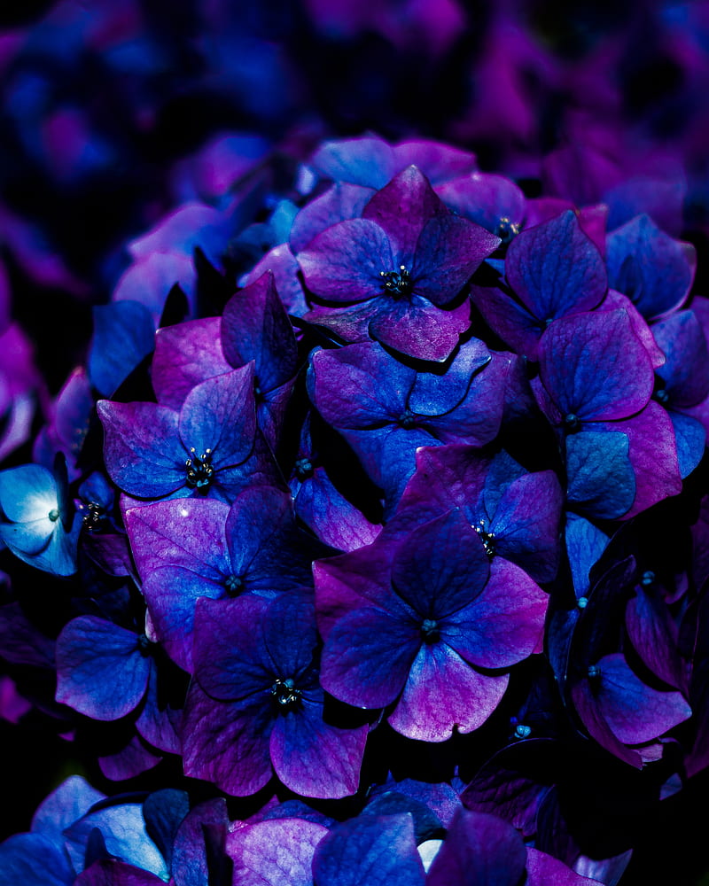 800x1000 Hydrangea, flowers, inflorescence, blue ... Wallpaper