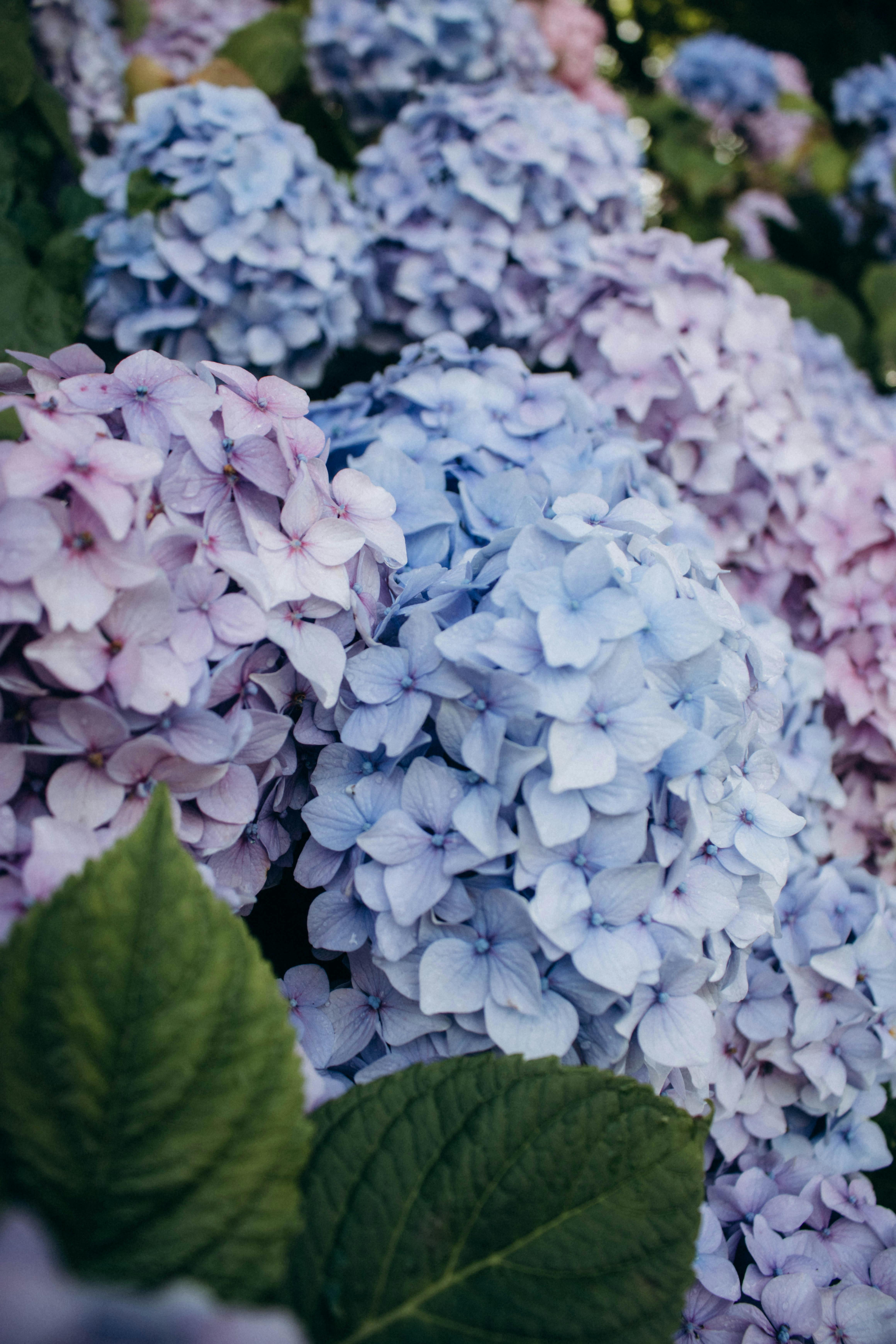 4640x6960 Decorative Blooming Hydrangea · Free ... Wallpaper