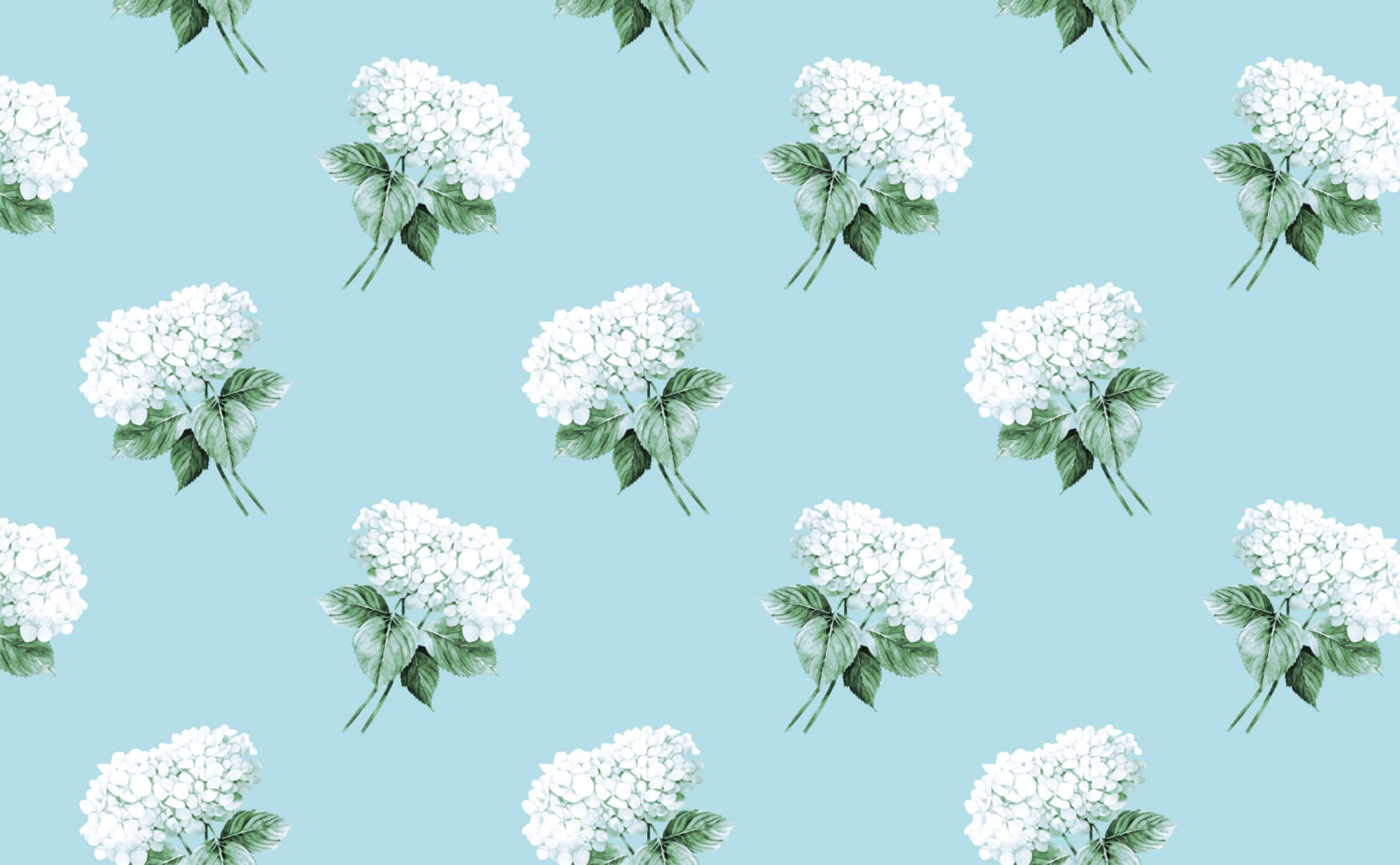 2592x1602 White hydrangea bouquet robins egg blue ... Wallpaper