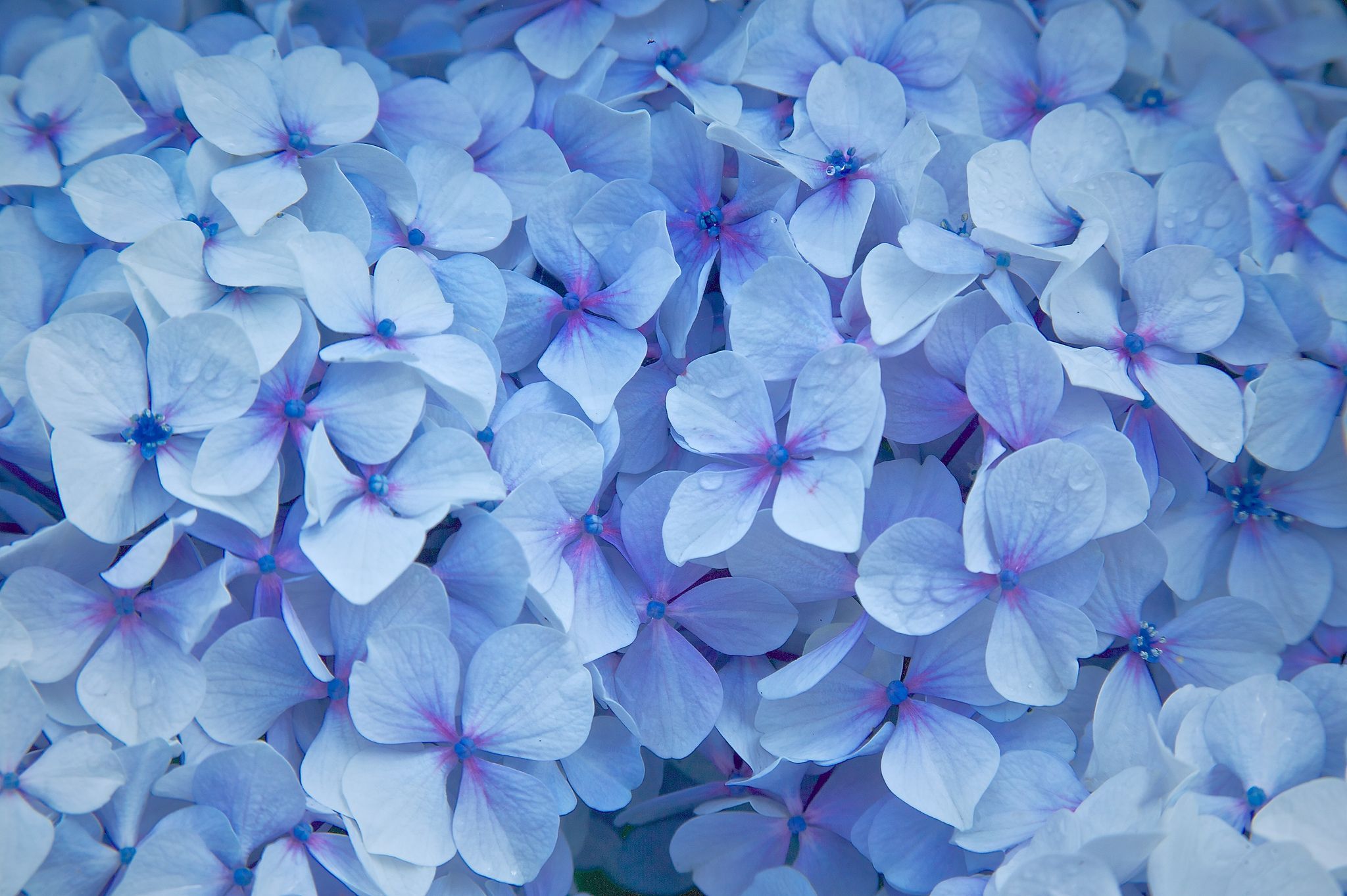 2048x1363 Blue Hydrangea Flowers | Hydrangea Heaven Wallpaper