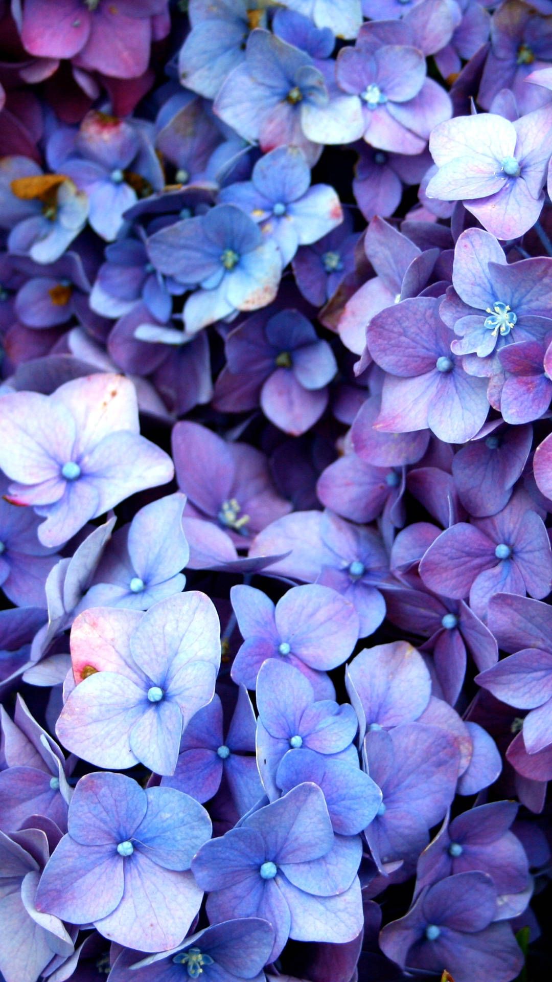 1080x1920 Blue Hydrangea Flowers ... Wallpaper