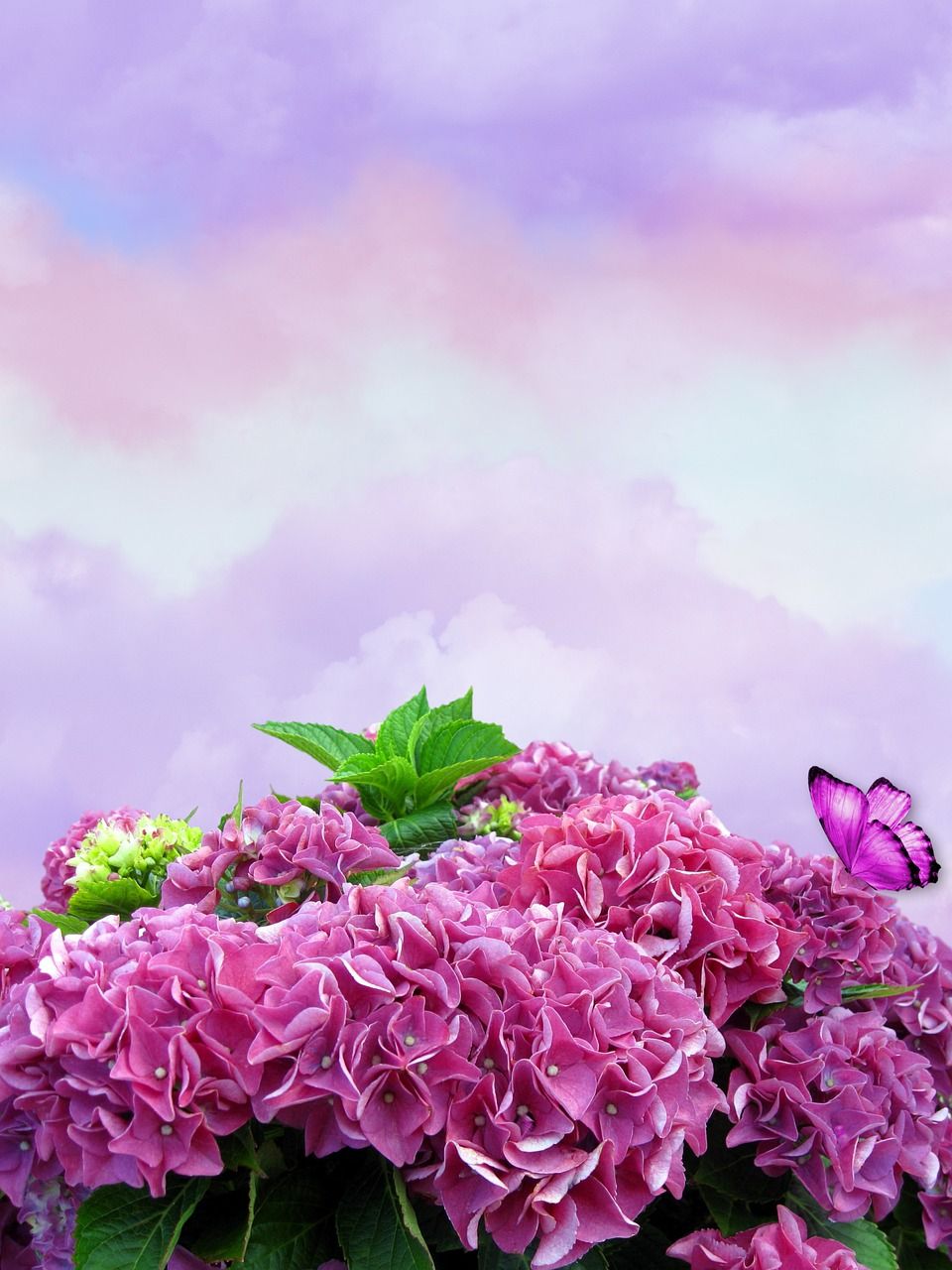 960x1280 Flowers Hydrangea Blooms - Free photo ... Wallpaper