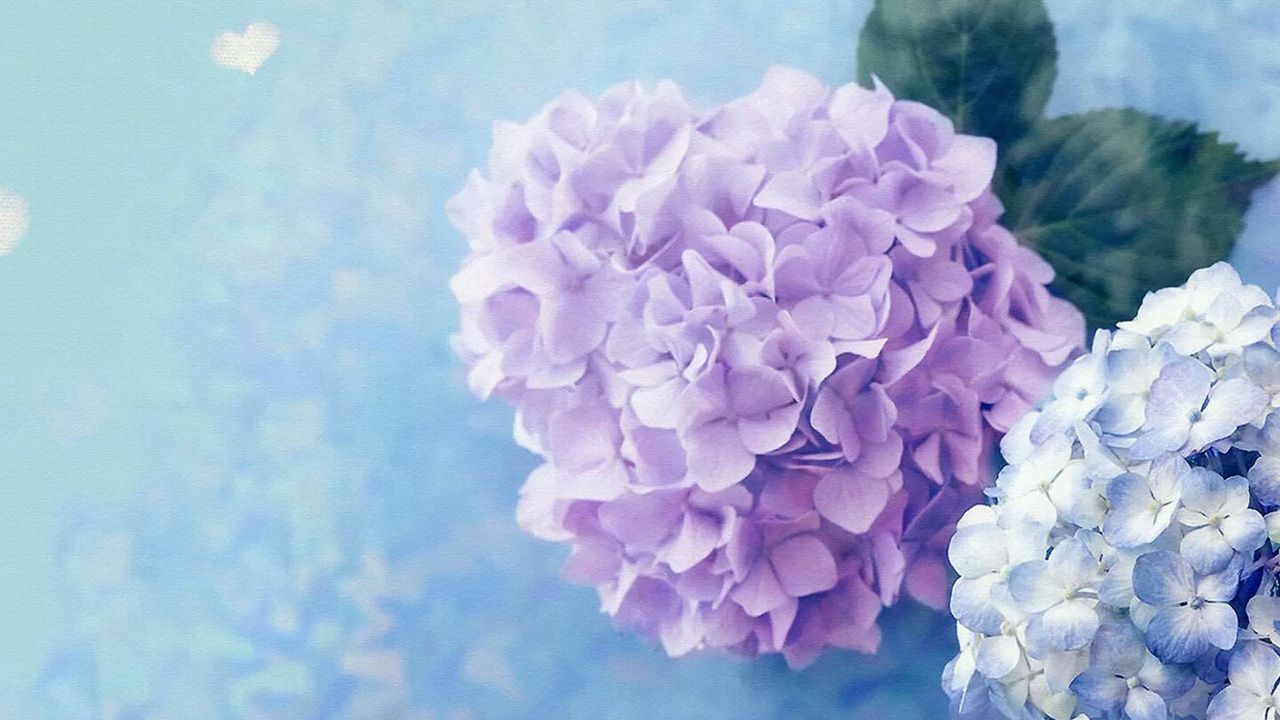 1280x720 Hydrangeas Wallpapers - Wallpaper Cave Wallpaper