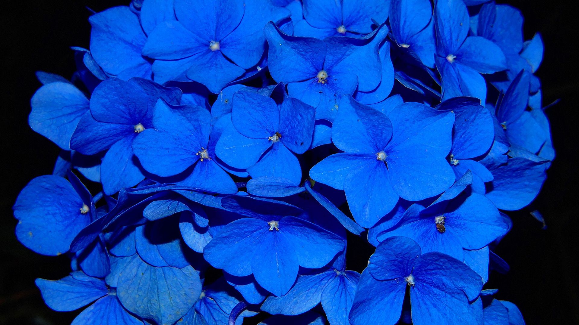 1920x1080 ng38-hydrangea-blossom-flower-blue-dark ... Wallpaper