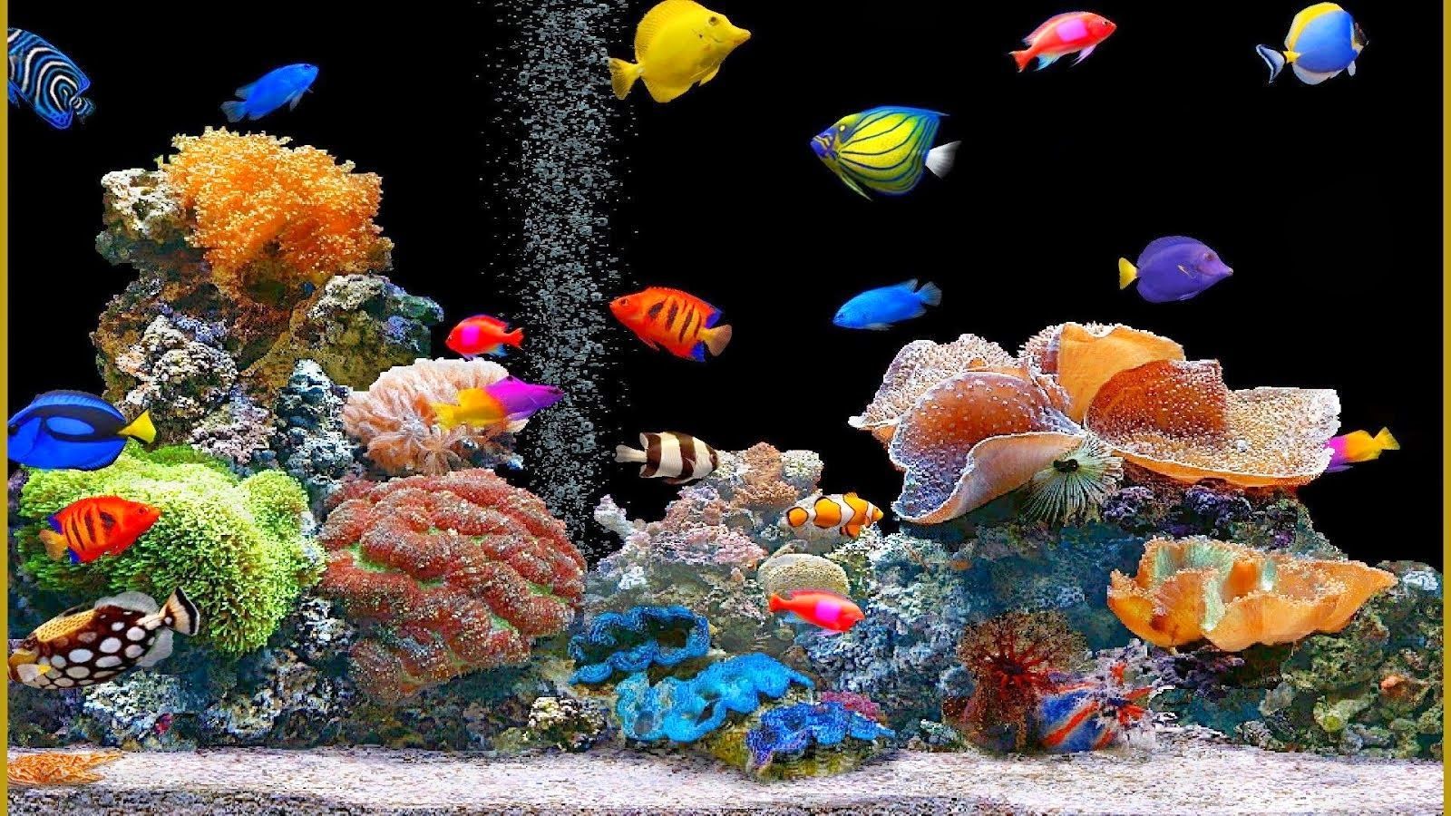 aquarium 4k wallpaper