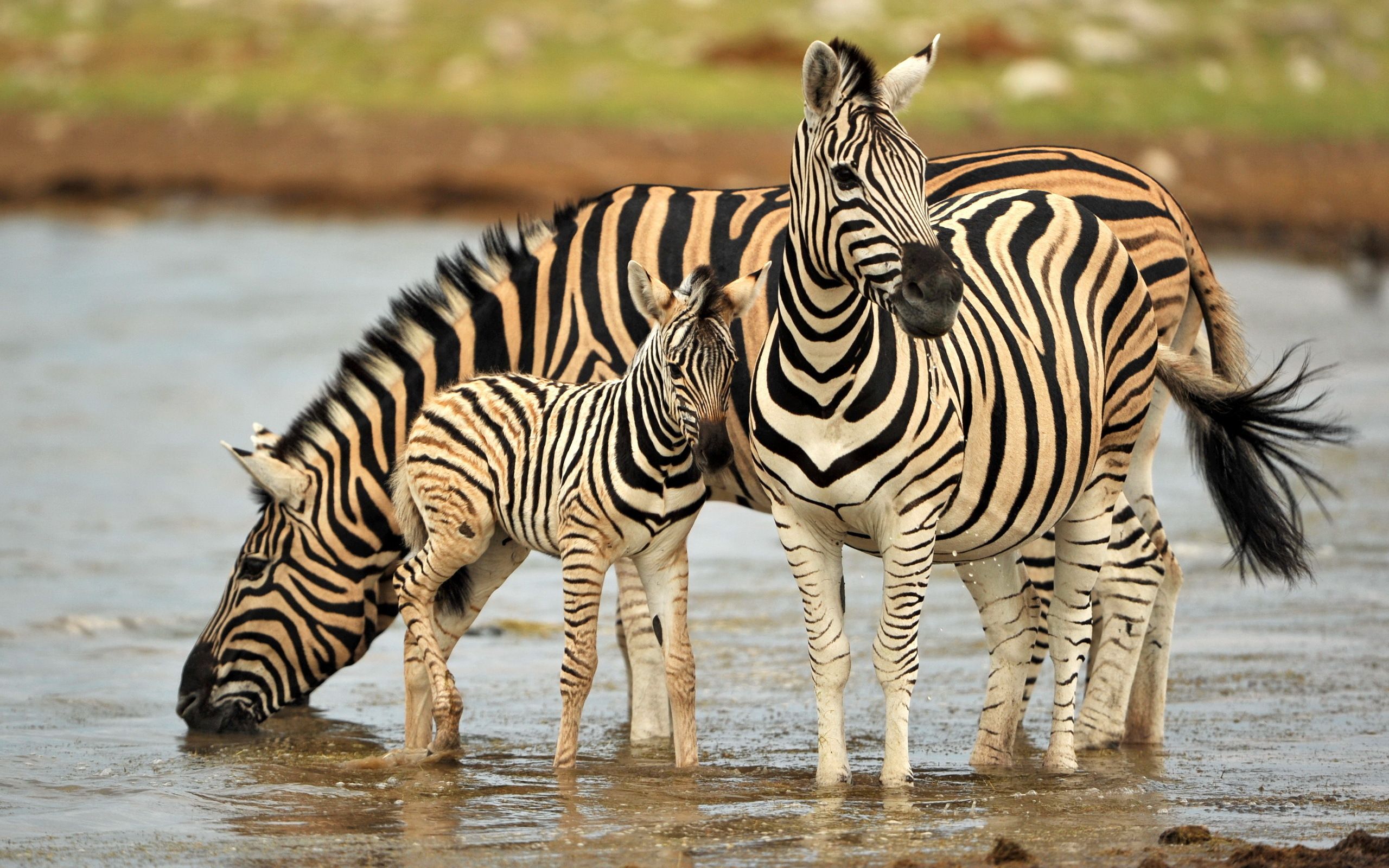 2560x1600 160 Zebra HD Wallpapers | Background Images - Wallpaper Abyss Wallpaper