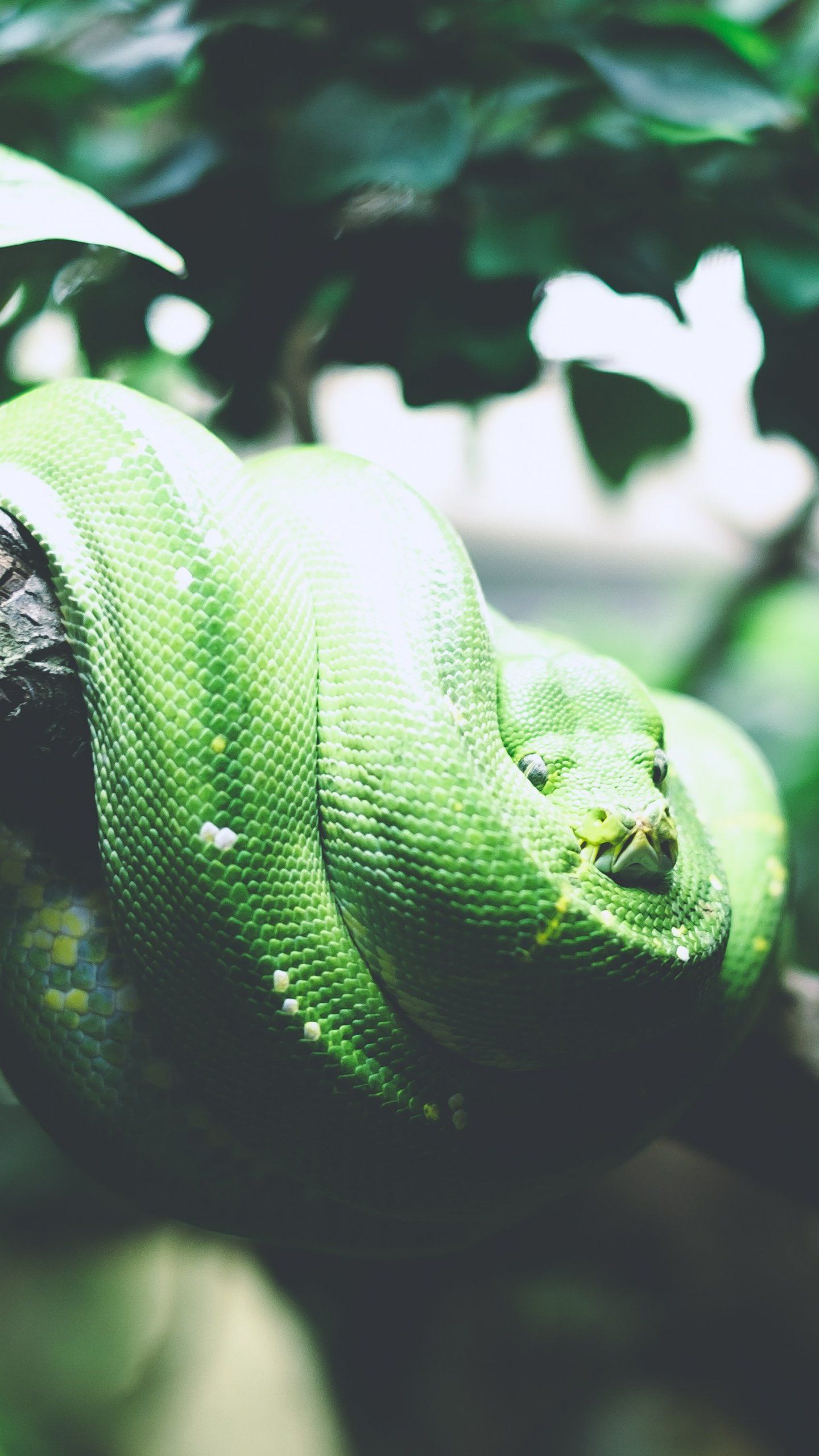 1440x2560 Tree Snake Wallpaper - iPhone, Android & Desktop Backgrounds Wallpaper