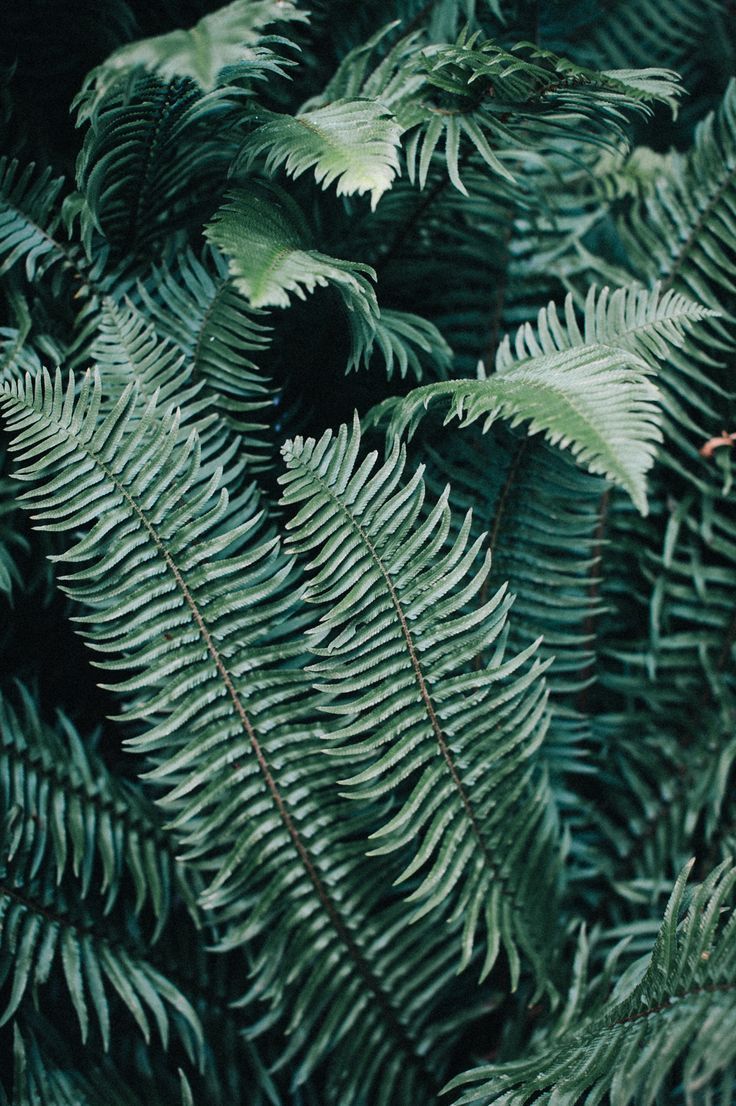 736x1106 Boho Wallpaper Copy - Ferns (#964) - HD Wallpaper & Backgrounds ... Wallpaper