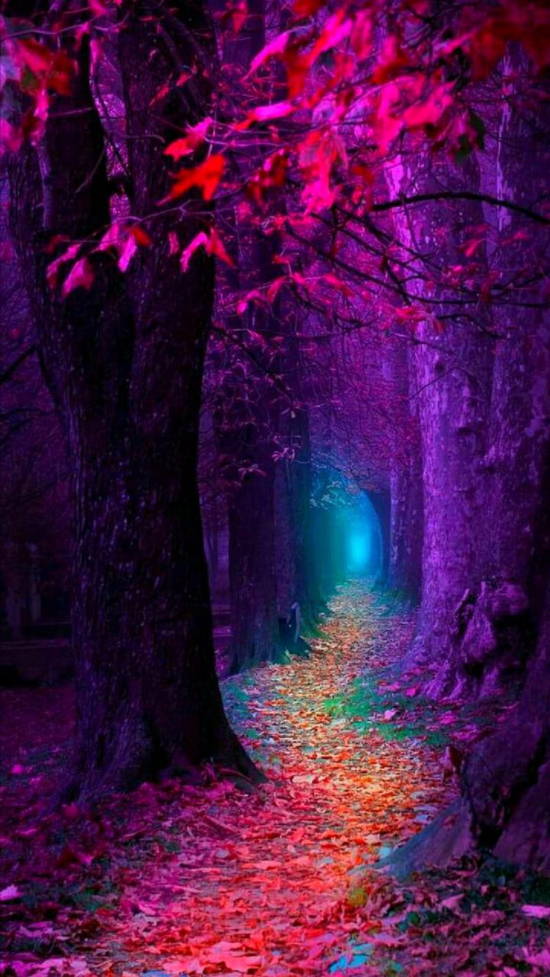 800x1422 Fantasy, forest, magic, HD phone ... Wallpaper