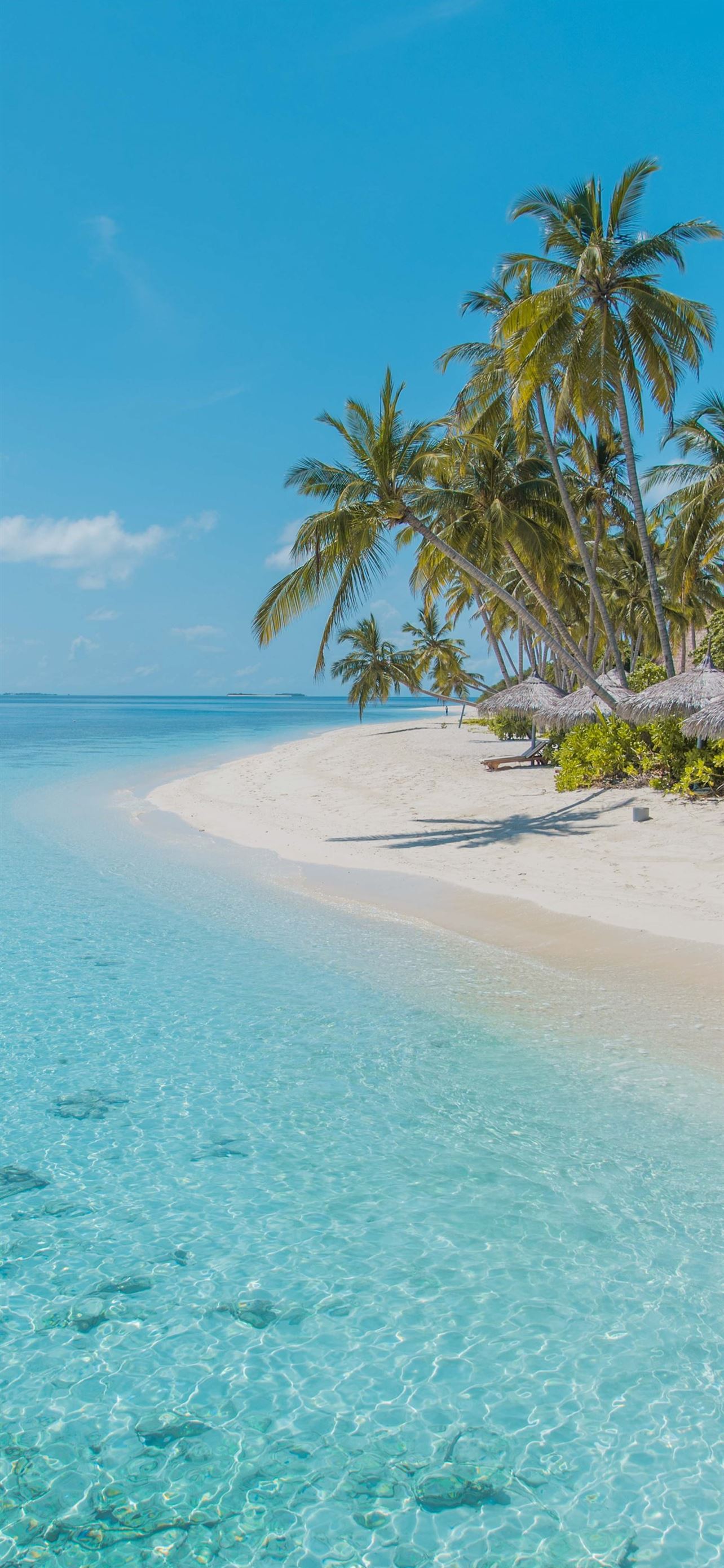 1284x2778 green palm tree on white sand beach ... Wallpaper