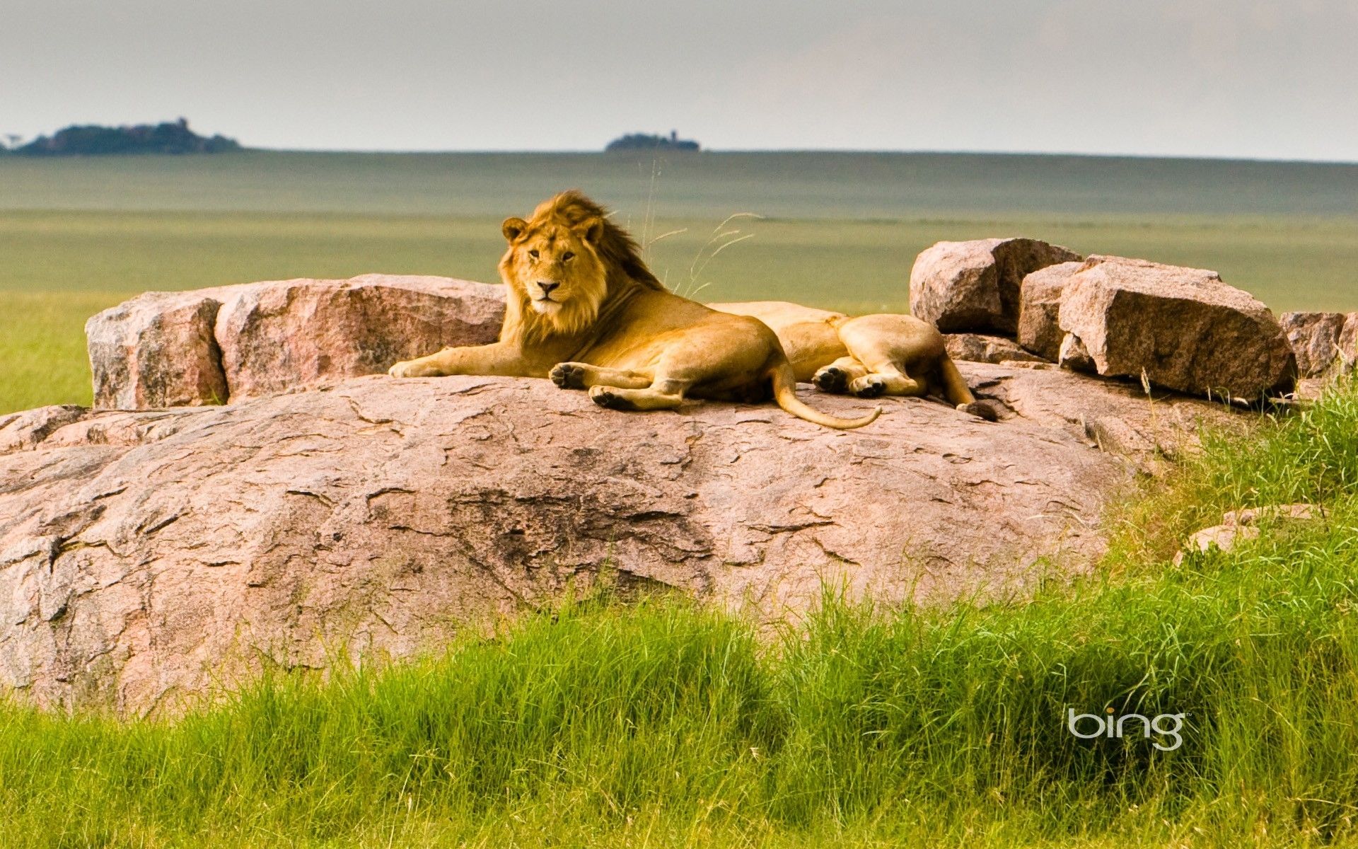 Landscape Lion Wallpapers - 4k, HD Landscape Lion Backgrounds on