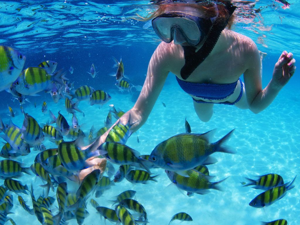 Snorkeling Wallpapers - 4k, HD Snorkeling Backgrounds on WallpaperBat