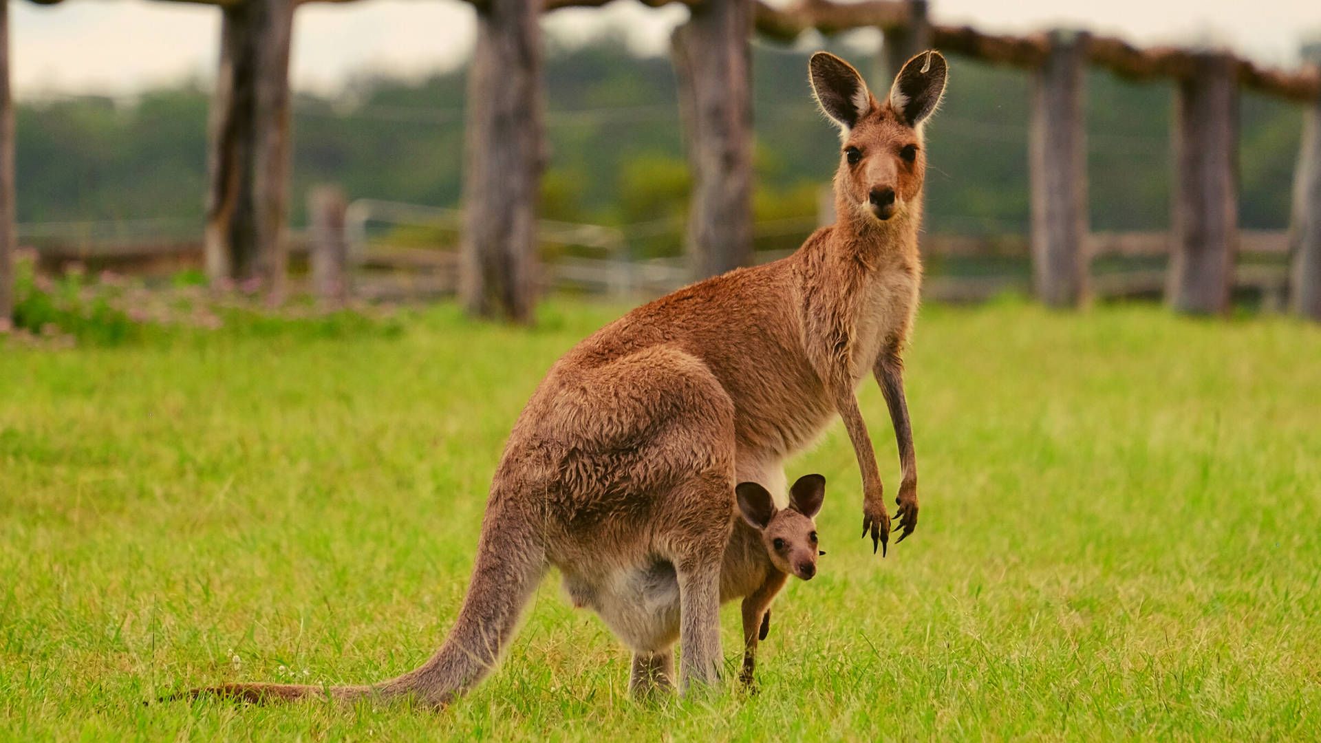 Kangaroo Wallpapers - 4k, HD Kangaroo Backgrounds on WallpaperBat