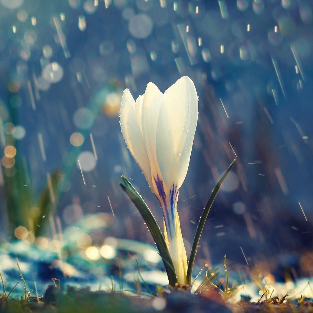 Early Spring Rain Flowers Wallpapers - 4k, HD Early Spring Rain Flowers ...