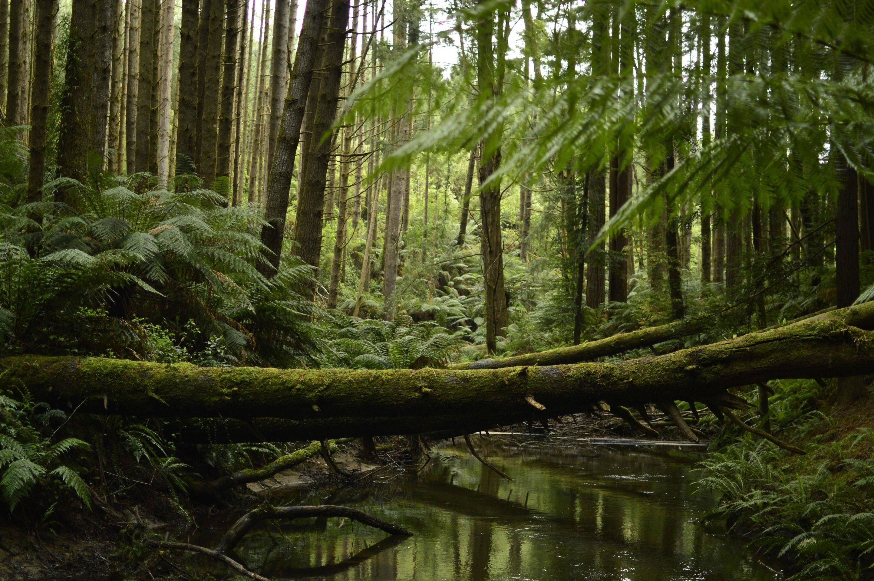 California Redwood Forest Wallpapers - 4k, HD California Redwood Forest ...