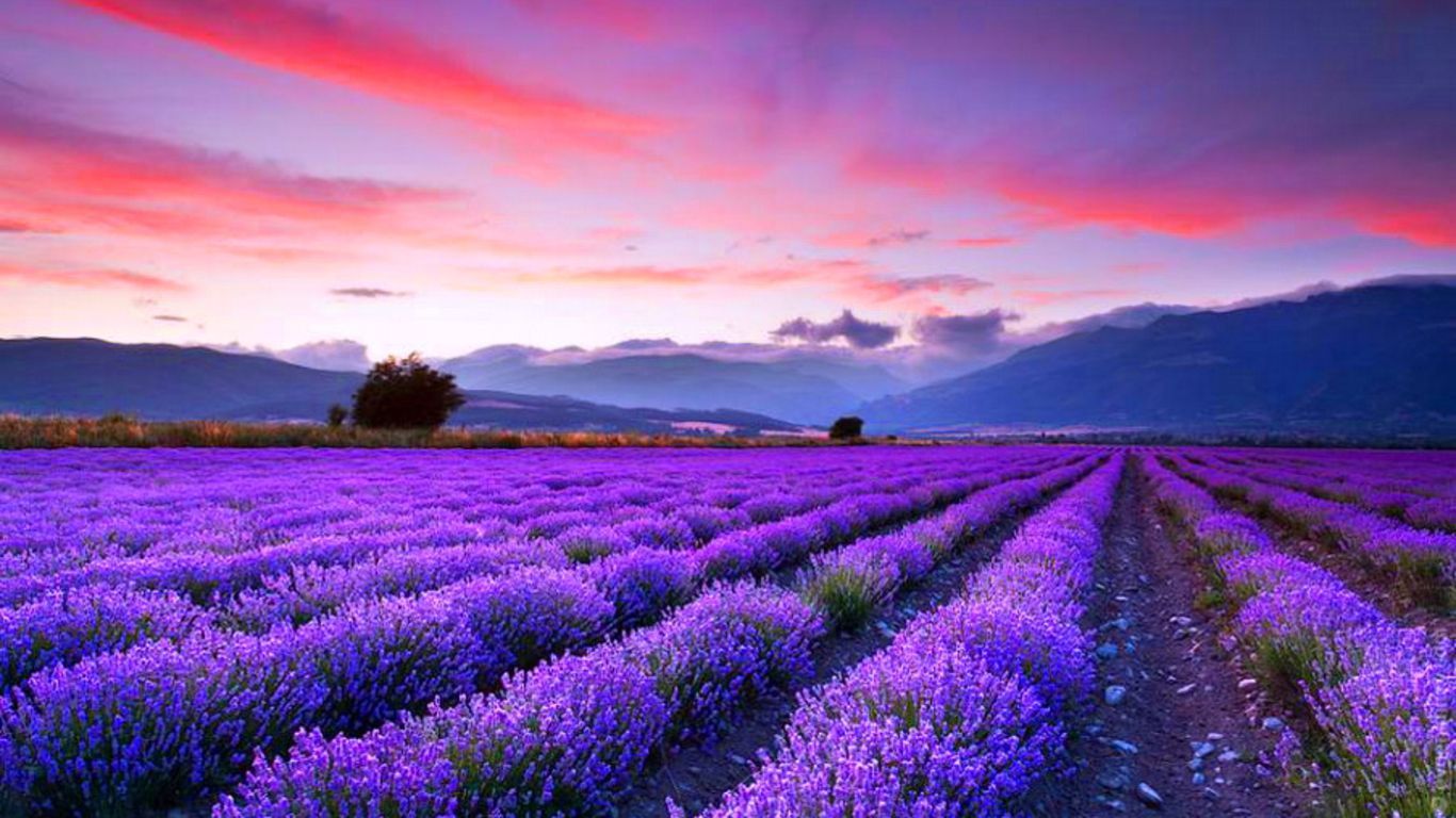 Sunset Lavender Field Wallpapers - 4k, HD Sunset Lavender Field ...