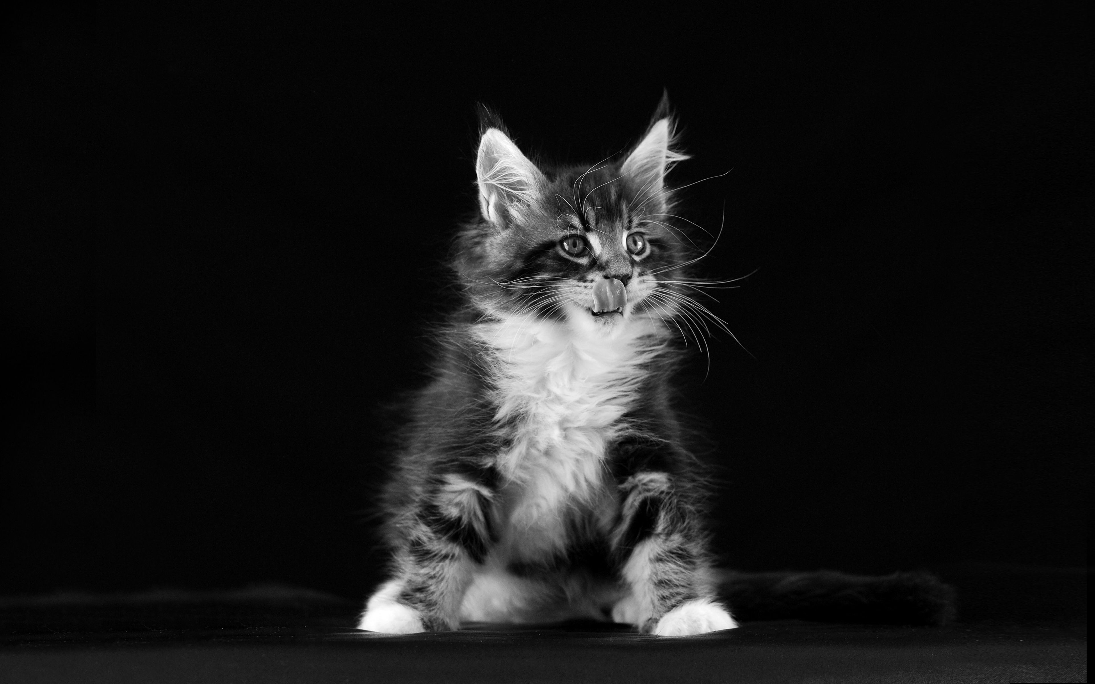 Black And White Kitten Wallpapers 4k Hd Black And White Kitten