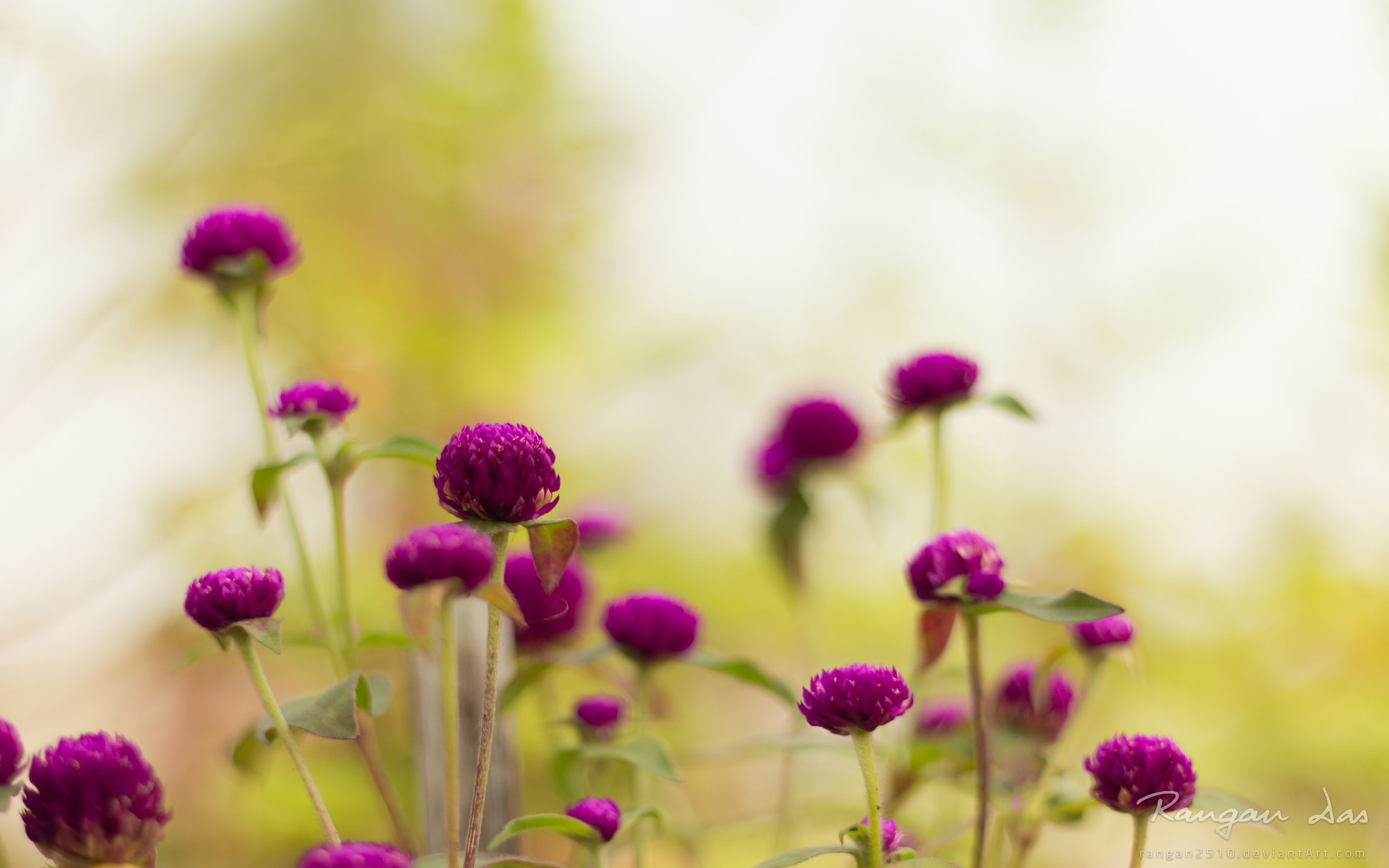 Purple Flower Garden Wallpapers - 4k, HD Purple Flower Garden