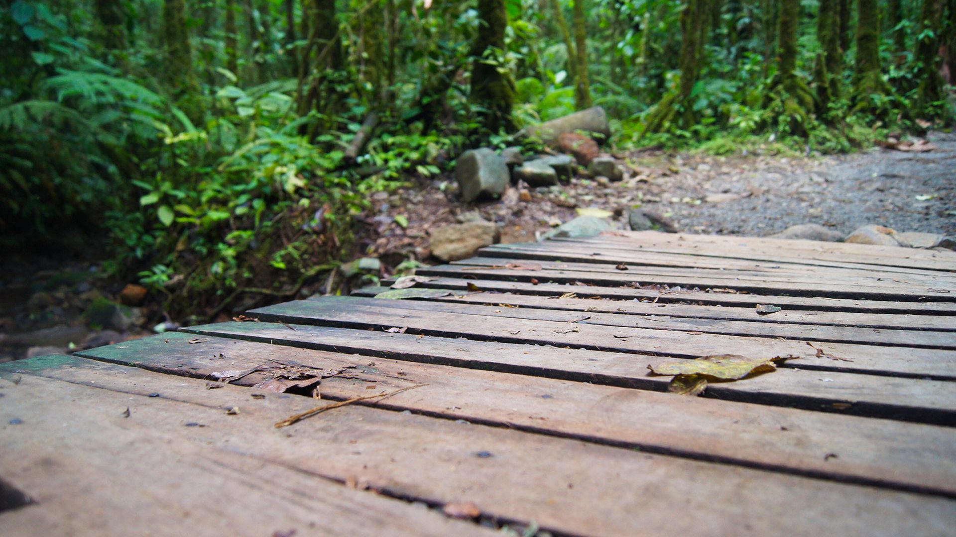 1920x1080 Tenorio Volcano Rain Forest Bridge Wallpaper 55591 1920x1080px Wallpaper