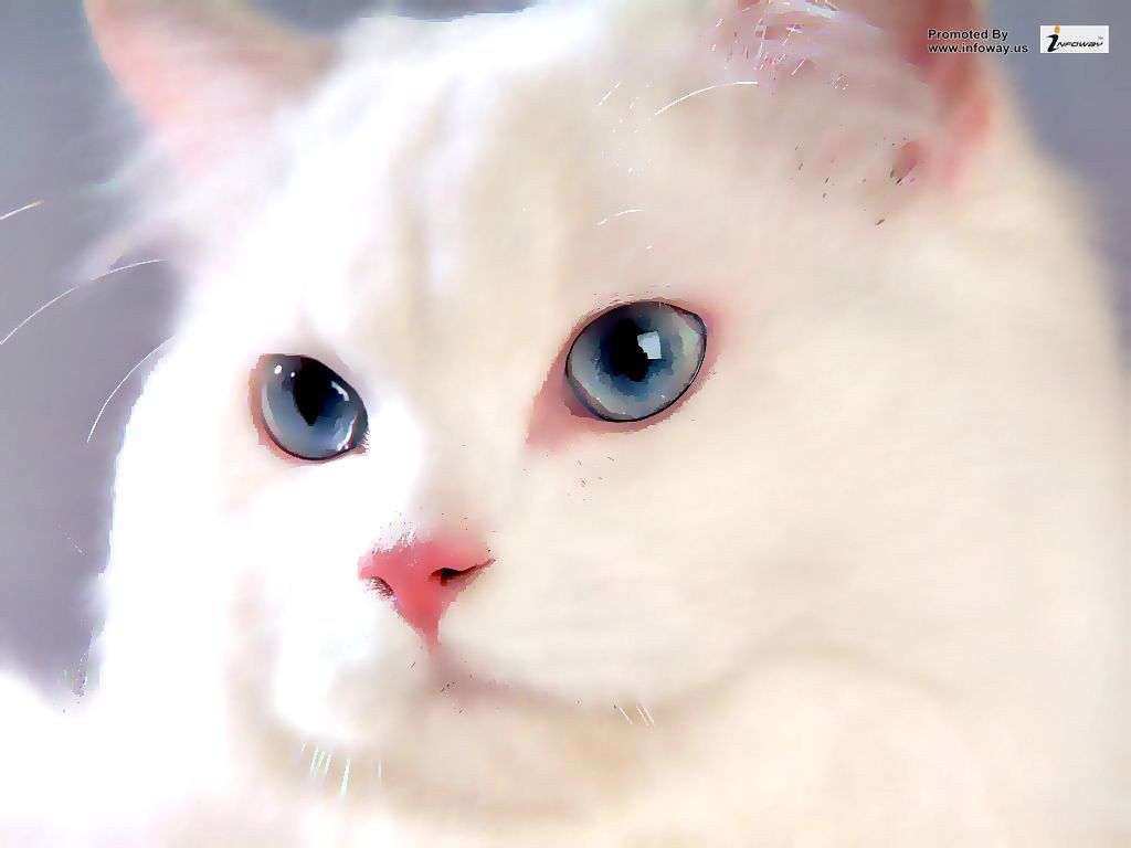 White Cat Wallpapers - 4k, HD White Cat Backgrounds on WallpaperBat