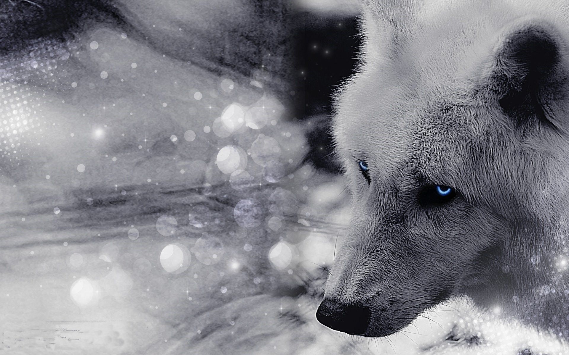 White Wolf with Blue Eyes Wallpapers - 4k, HD White Wolf ...