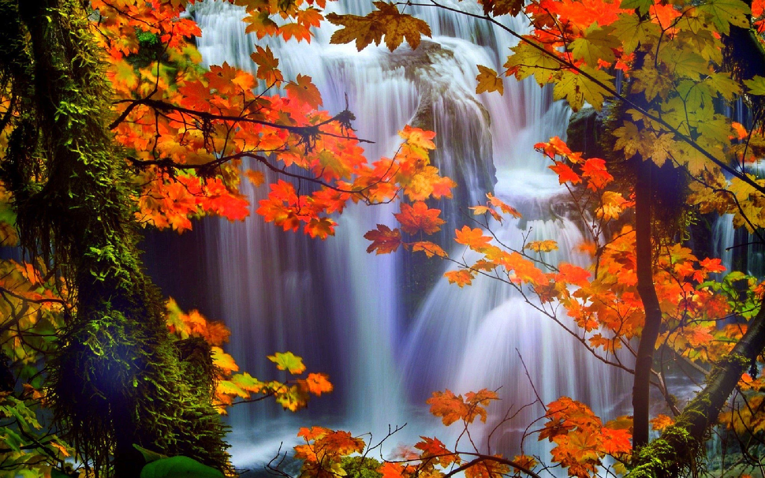 2560x1600 Attractions in dreams trees nature fall leaves beautiful on WallpaperBat