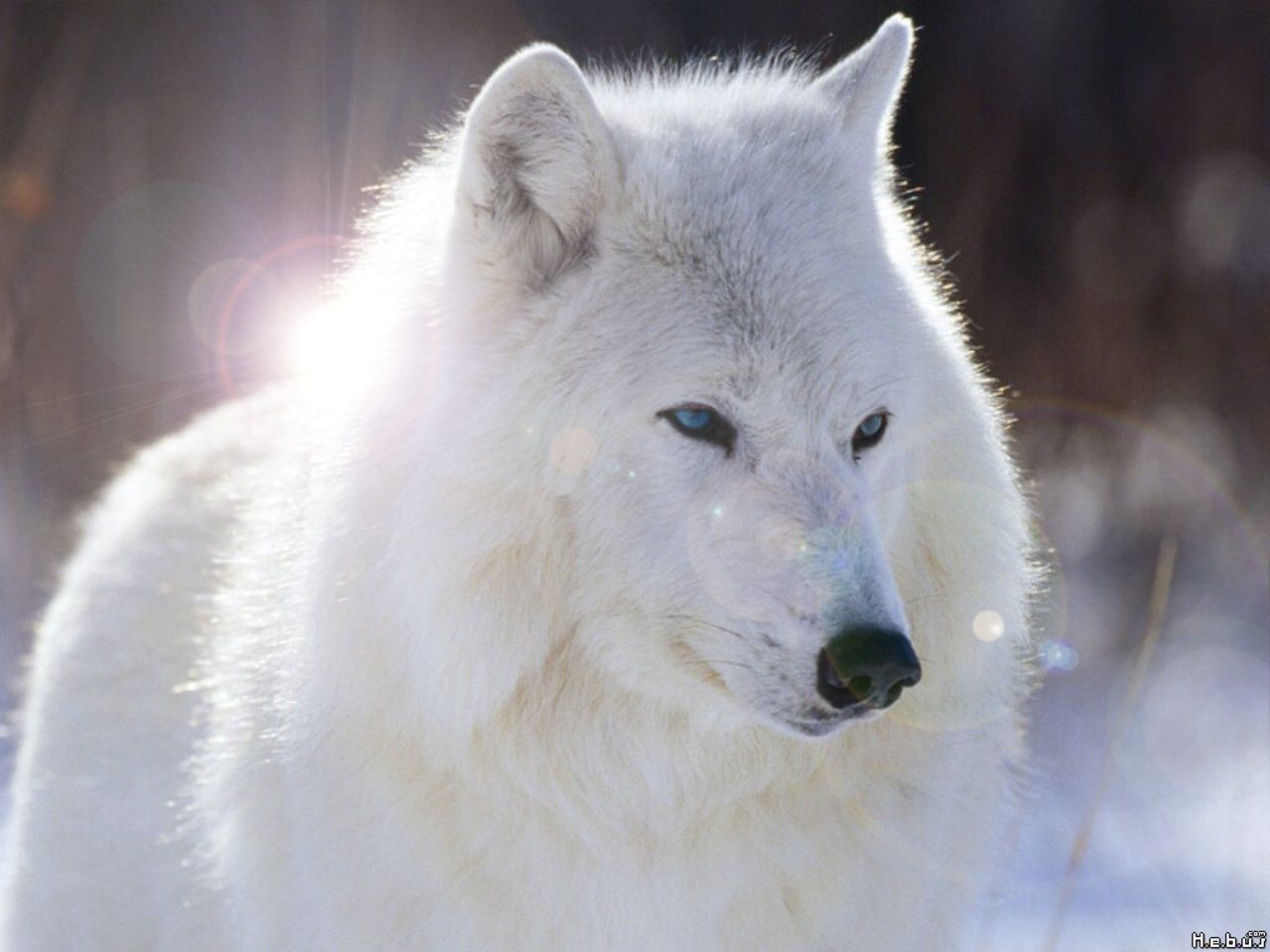 White Wolf with Blue Eyes Wallpapers - 4k, HD White Wolf with Blue Eyes ...