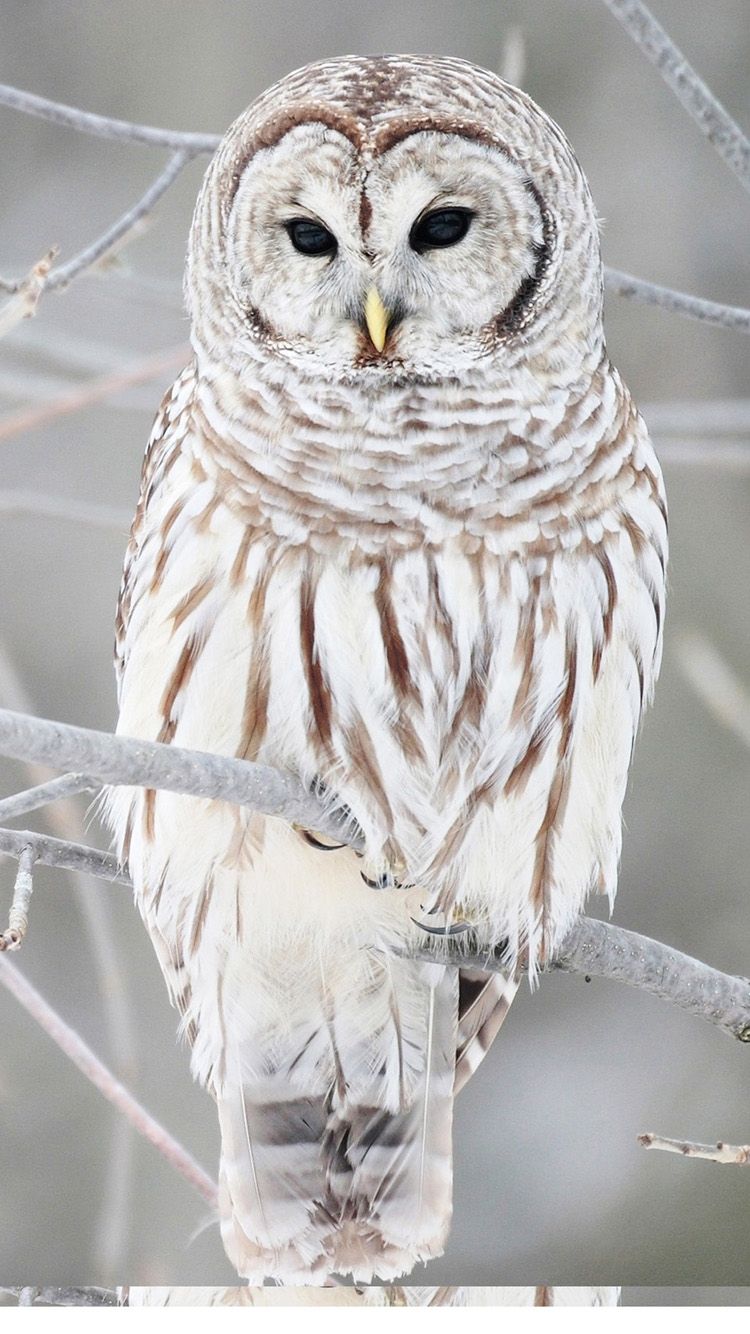 Owl iPhone Wallpapers - 4k, HD Owl iPhone Backgrounds on WallpaperBat