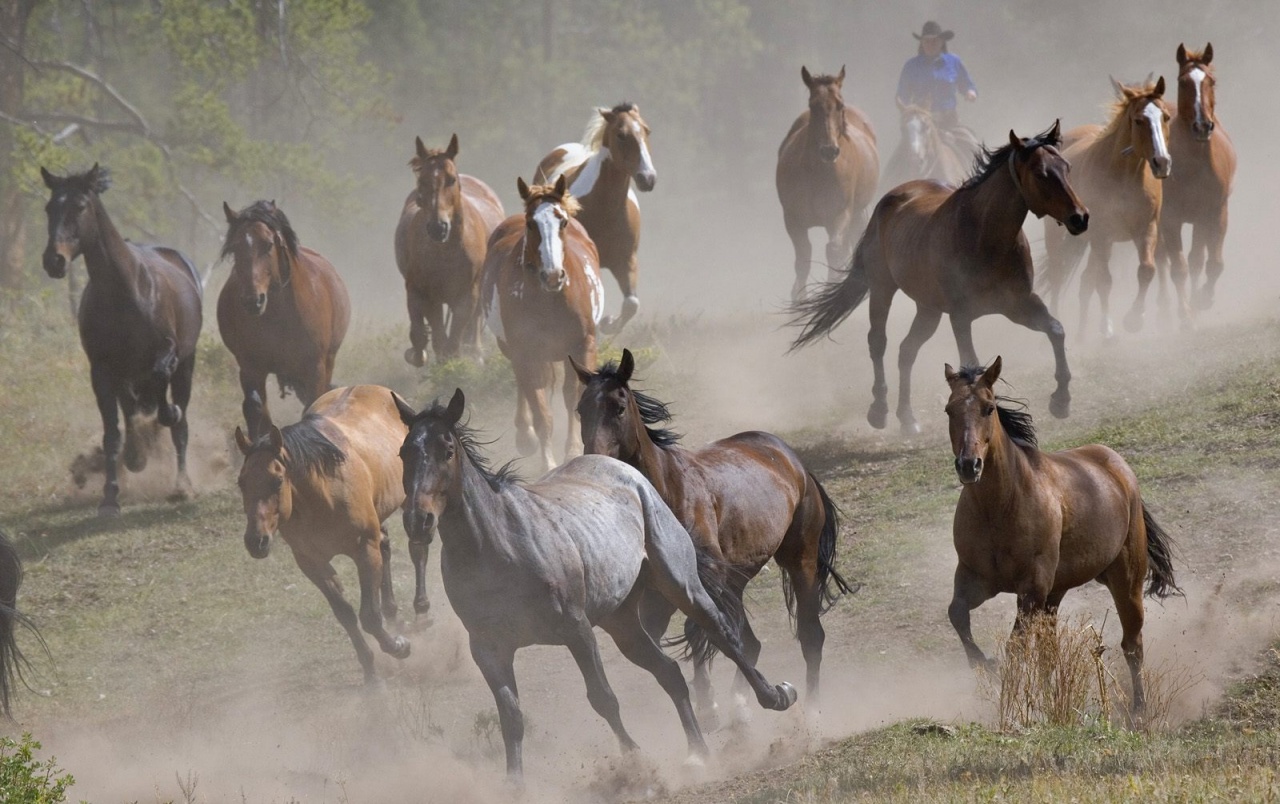 Wild Horses Running Wallpapers - 4k, HD Wild Horses Running Backgrounds ...